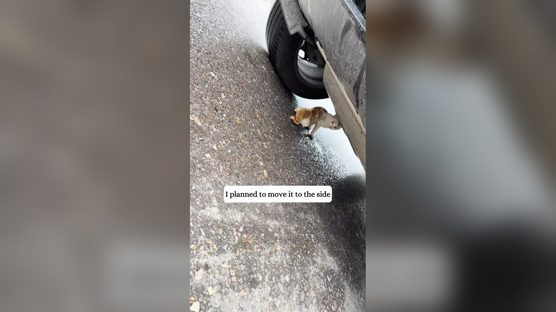 H2205036_Rescued a kitten hit by a car on road.#rescue #kitten #fyp #anima