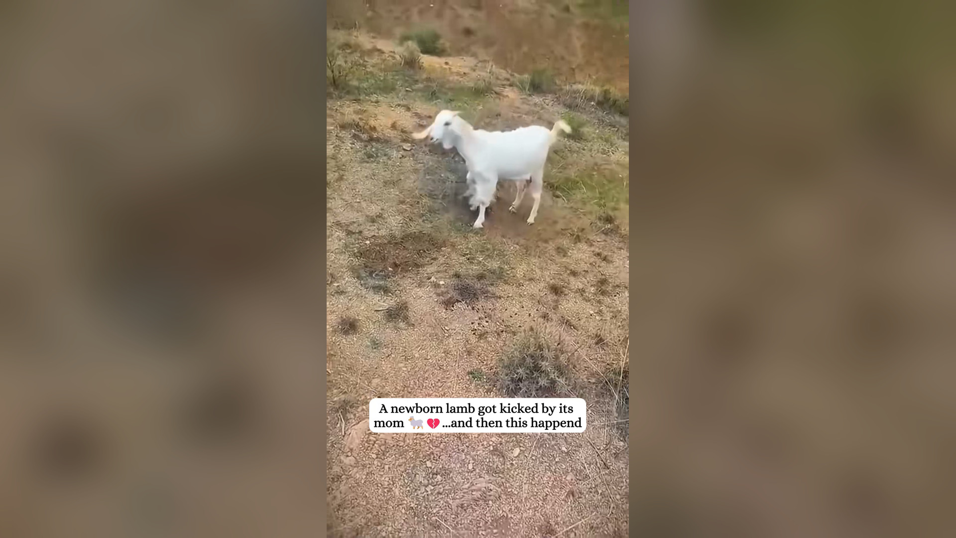 H2205017_Rescued a newborn lamb #rescue #fyp #lamb #goat #animals