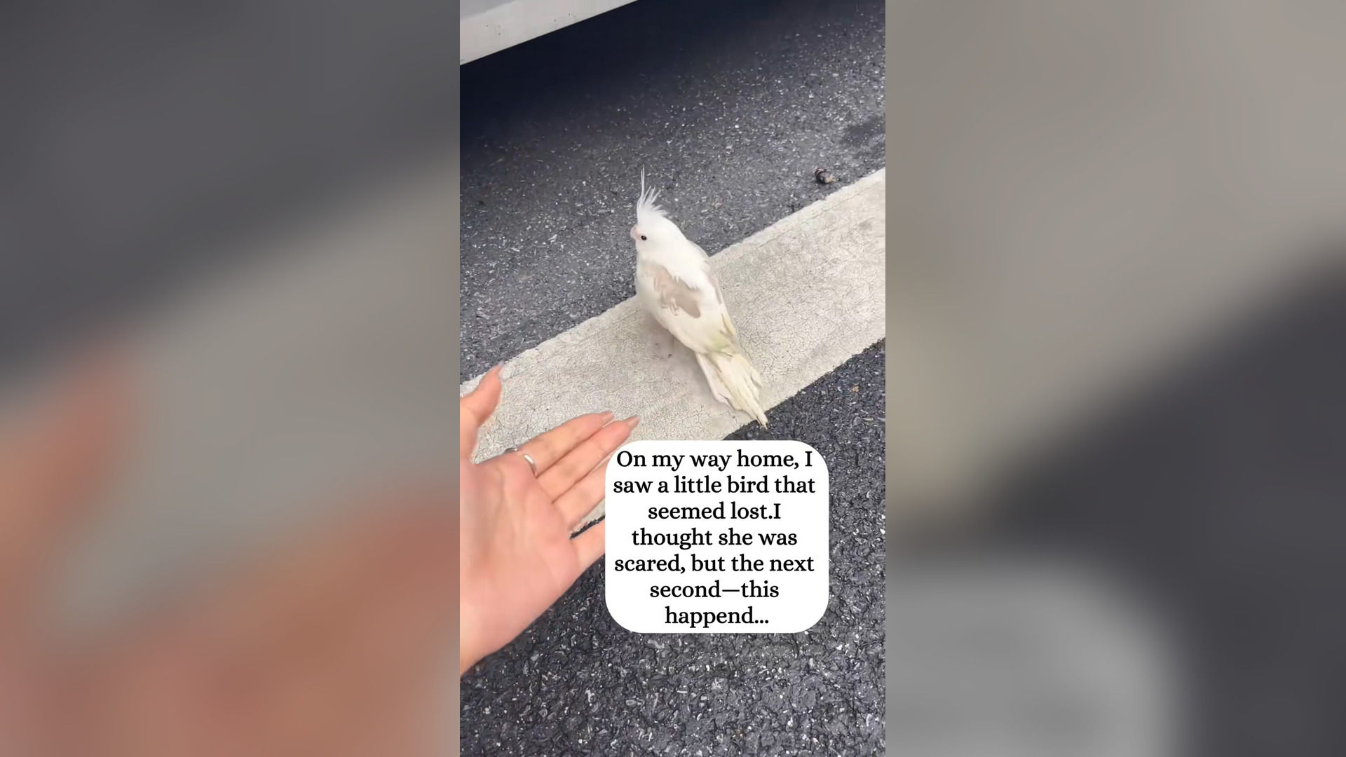 H2205013_I adopted a lost bird then..#fyp #bird #rescue #parrot