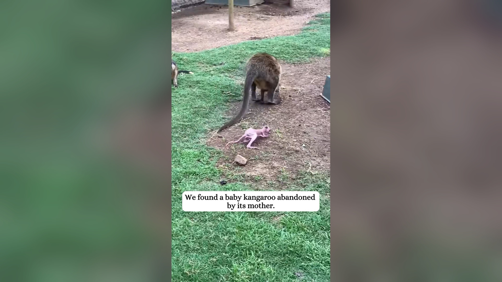 H2205011_Rescued a baby kangaroo was abandoned by its mother.#rescue #ani