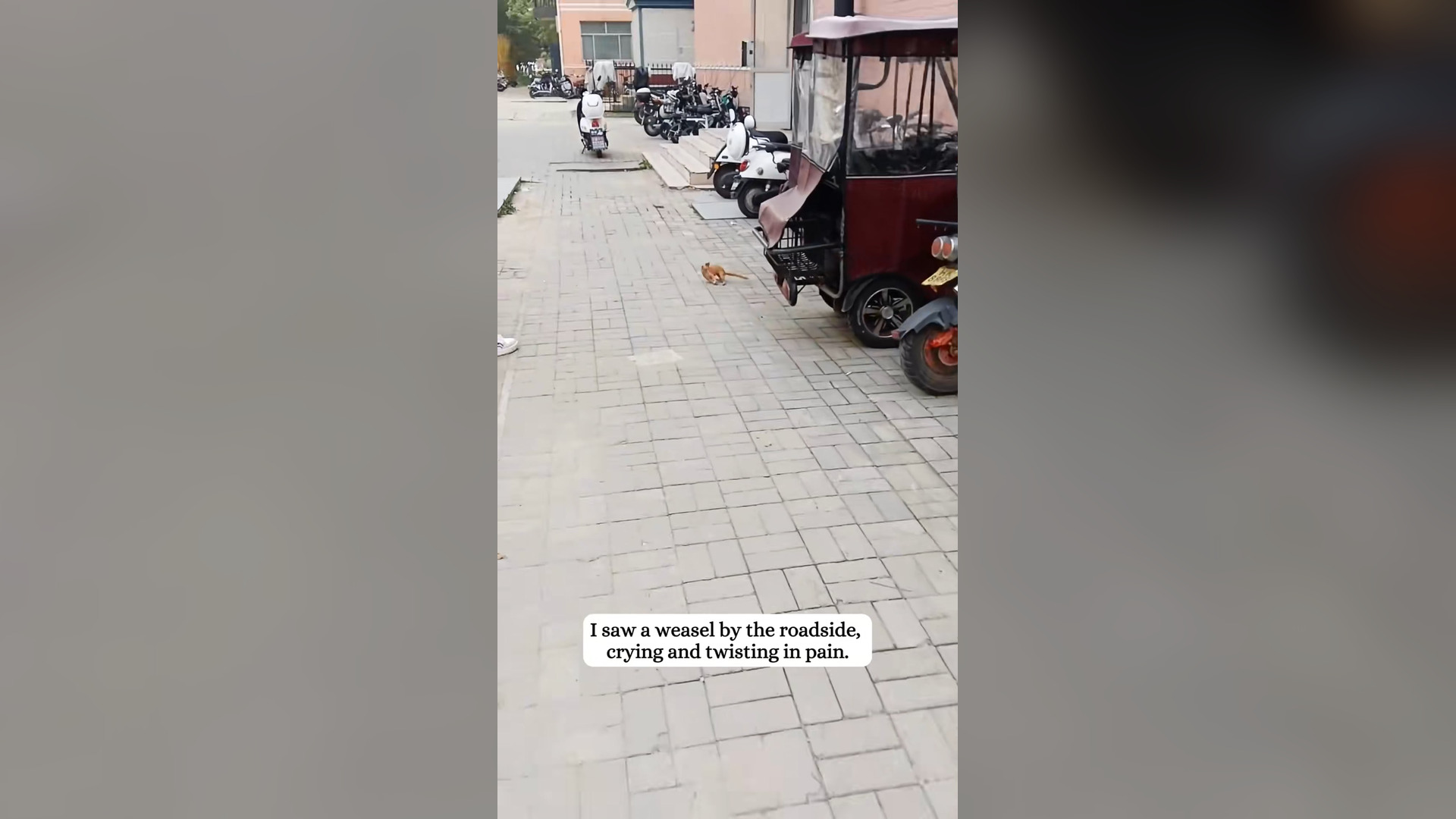 H2205010_Rescue a weasel then happened #rescue #weasel #animals #fyp