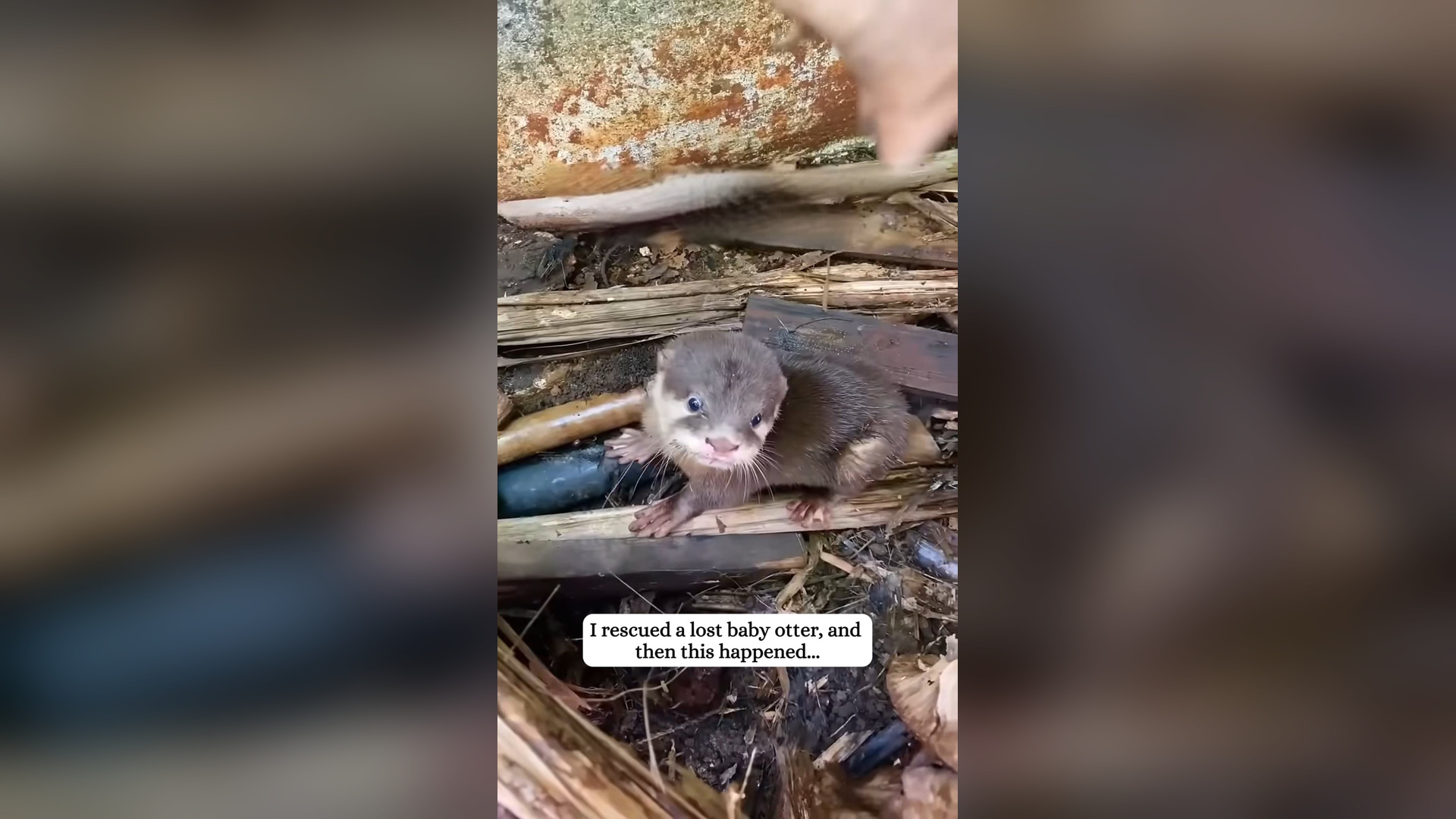 H2205009_Rescued a lost baby otter #rescue #otter #cute #fyp