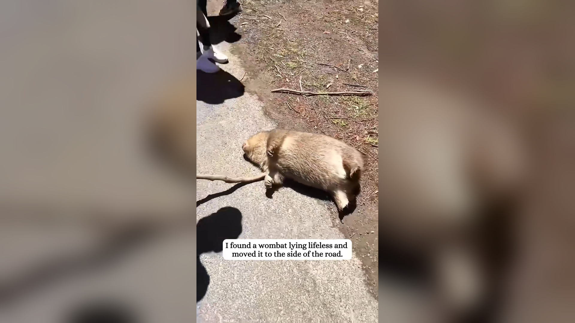 H2205012_Rescued a baby wombat #rescue #wombat #fyp #animals