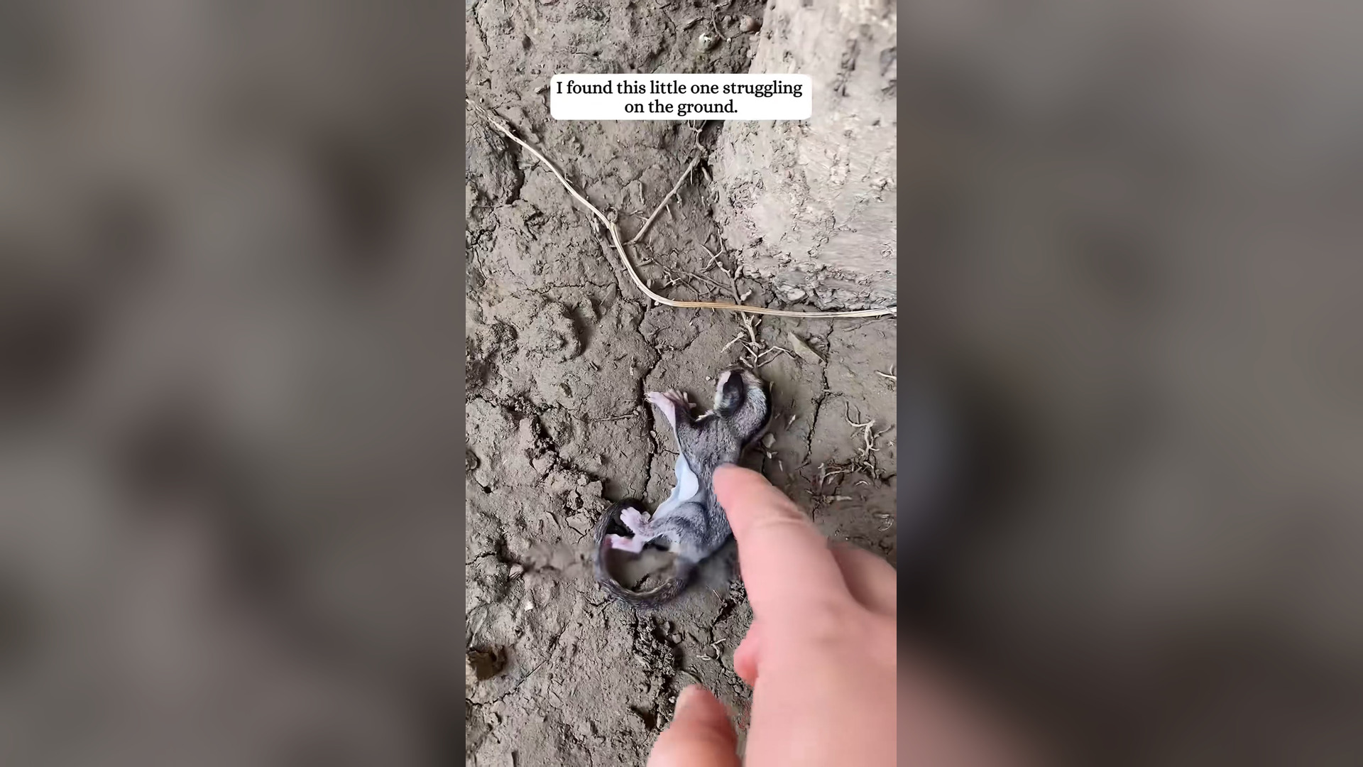 H2205007_Rescued a baby sugar glider struggling to survive #rescue #fyp #sugar