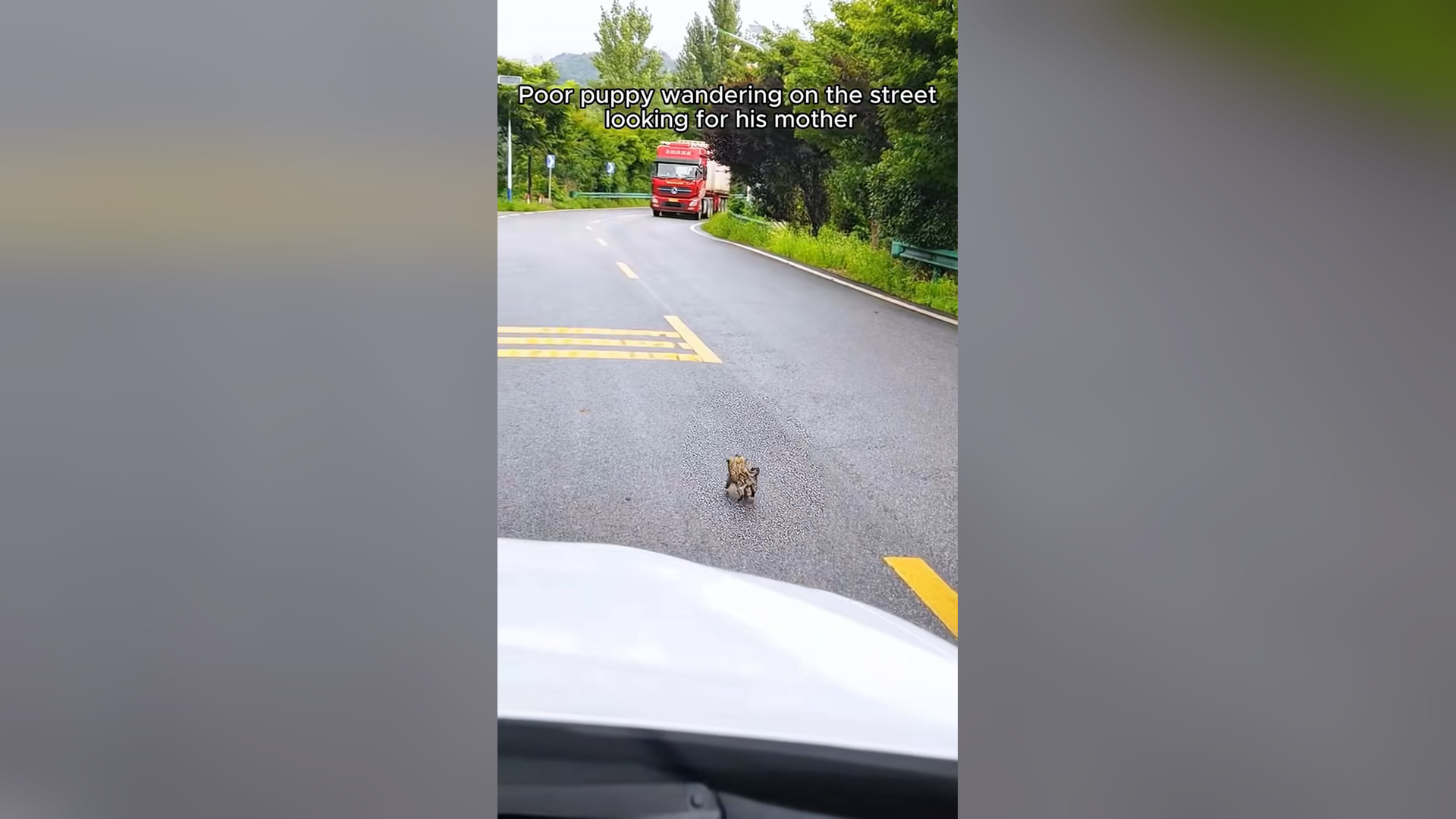 H2205004_Rescuing poor puppy #animals #rescueanimals #a