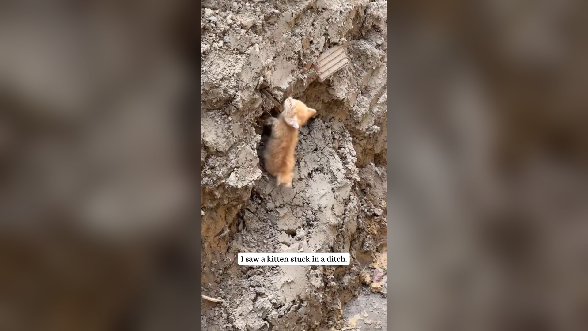 H2305036_Rescued a cute orange kitten then #fyp #rescue #kitten #orangecat