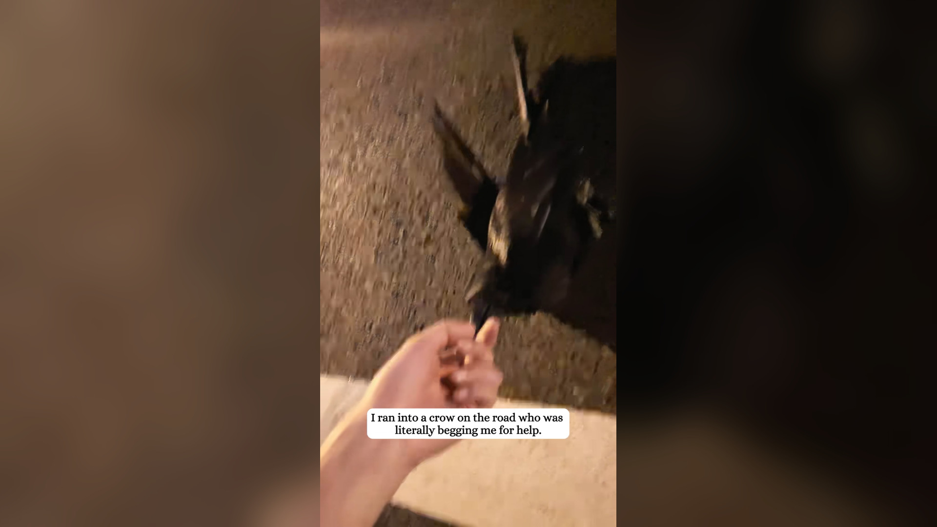 H2305024_I helped a crow who asked me help #fyp #rescue #crow #animals