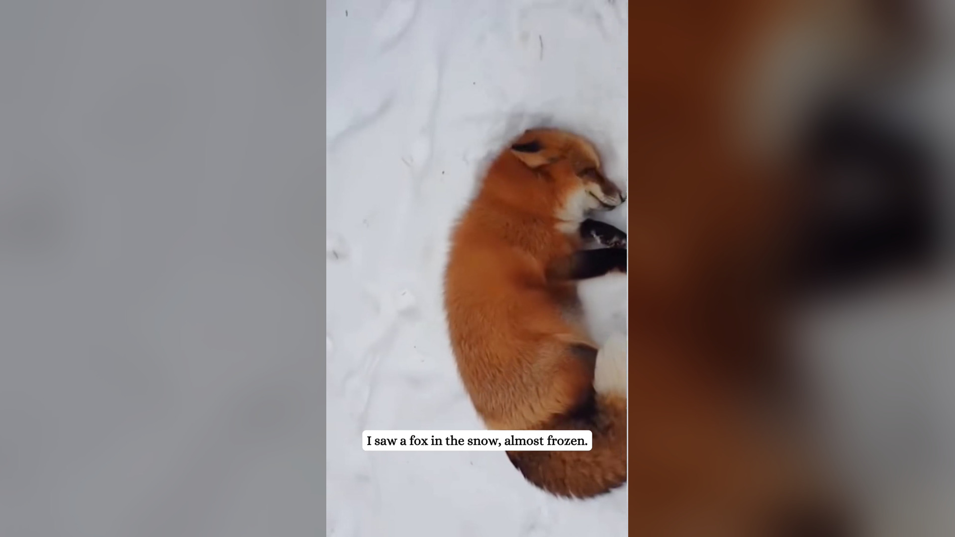 H2305023_I saw a fox in snow,almost frozen then #fyp #rescue #fox #ani