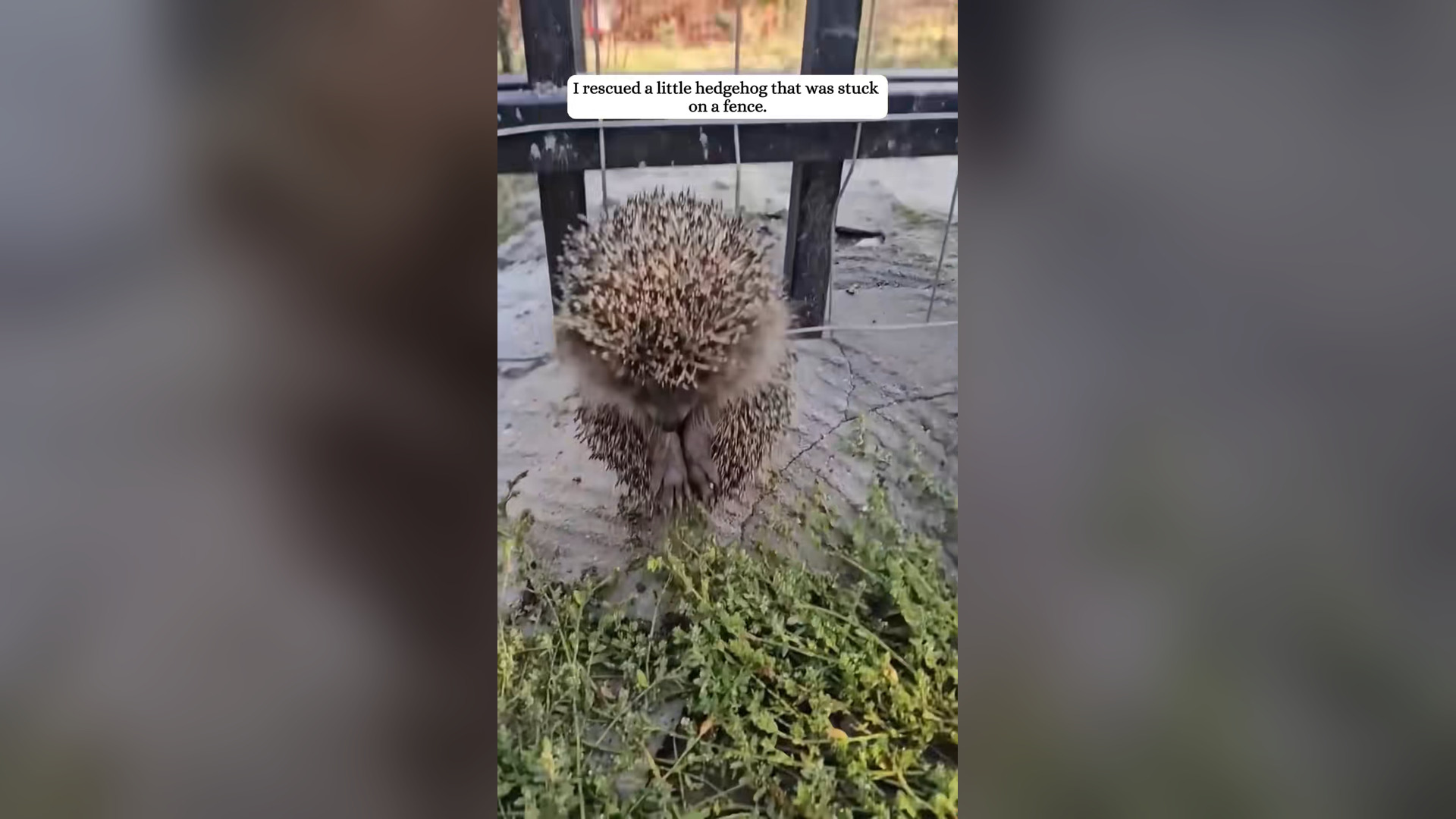 H2305021_Rescued a hedgehog fence .#rescue #fyp #animals #hedgehog #c