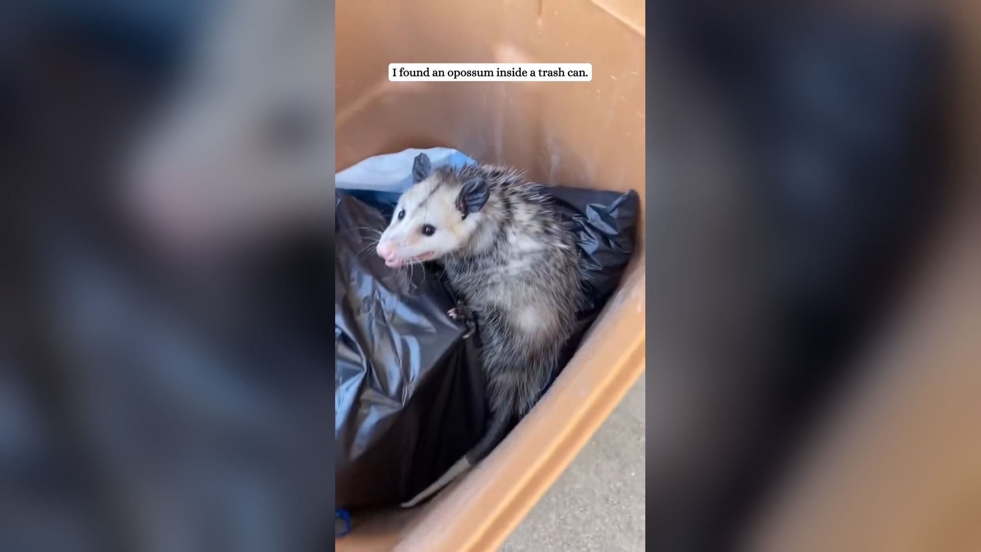 H2305019_Rescued a opossum in trash can.#rescue #fyp #opossum #animals #ti