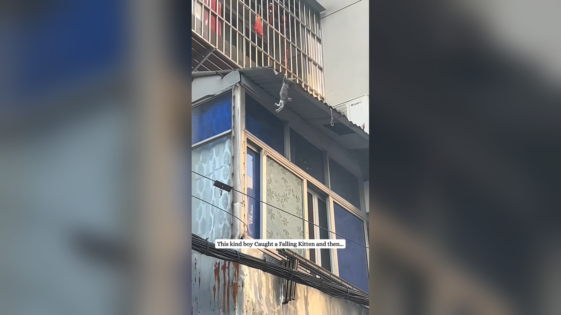 H2305018_A kind boy caught a falling kitten #rescue #kitten #fyp #cat #catlover