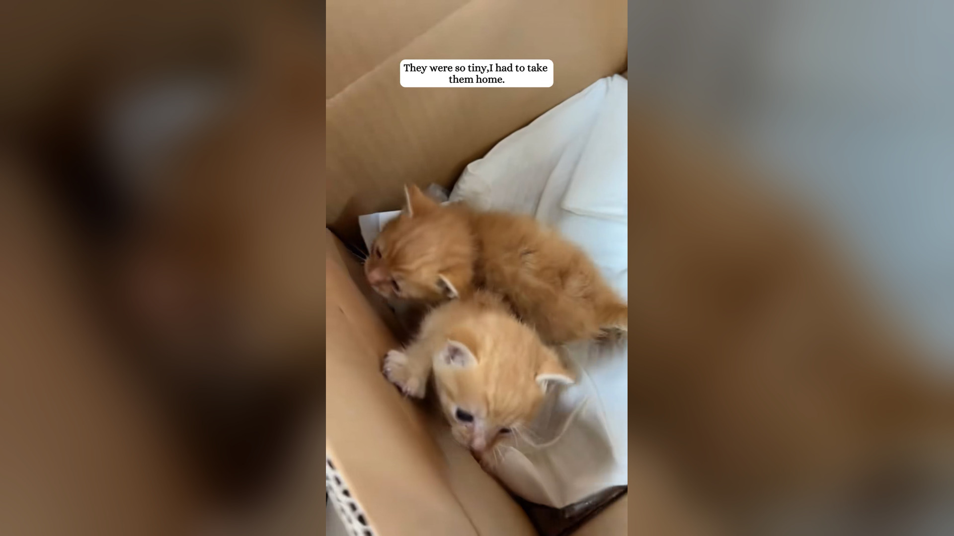 H2305016_Found two tiny orange kittens.#rescue #fyp #kitten #orangecat #catlover