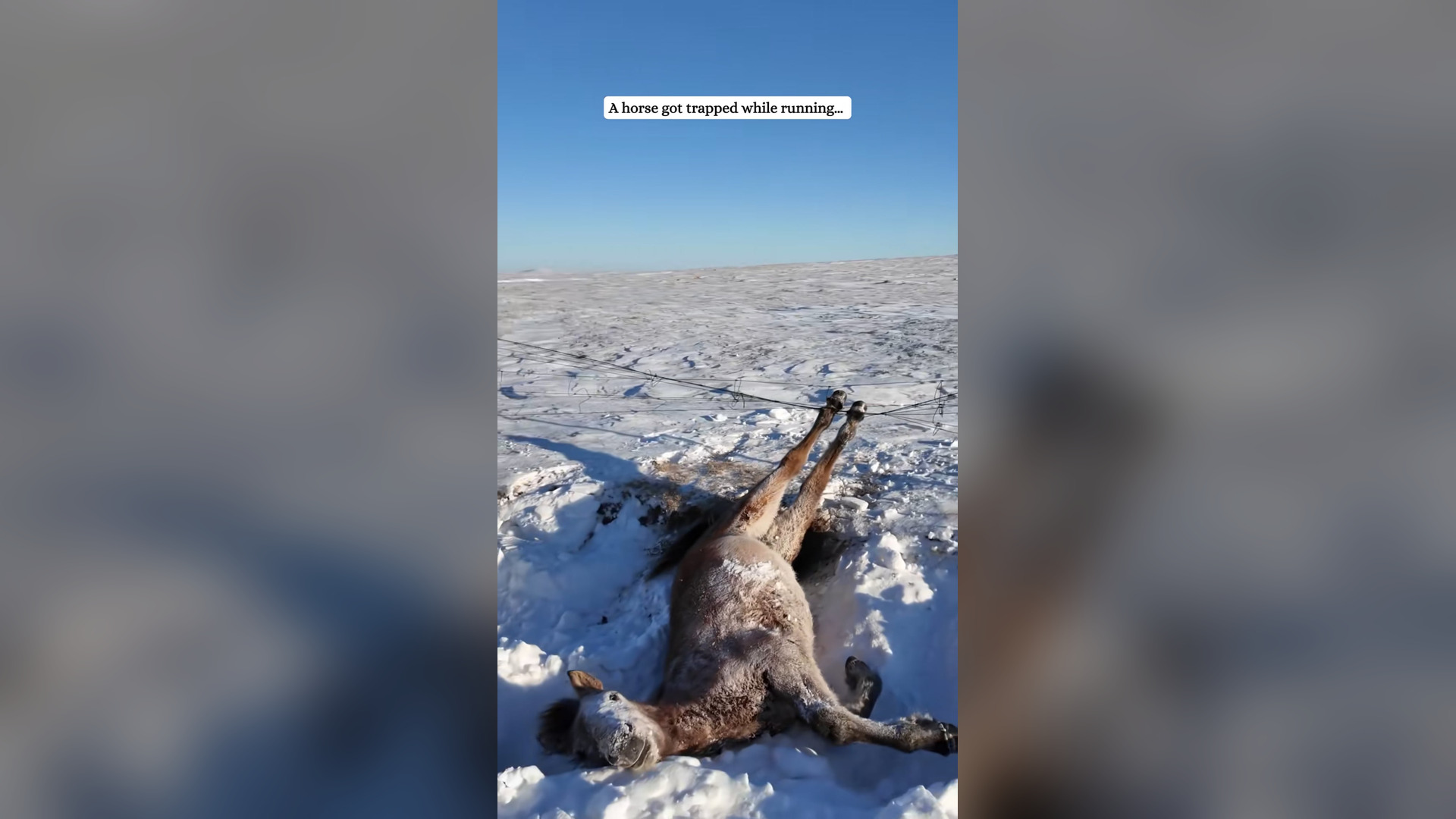 H2305011_A horse got trapped while running #fyp #horse #rescue #animals
