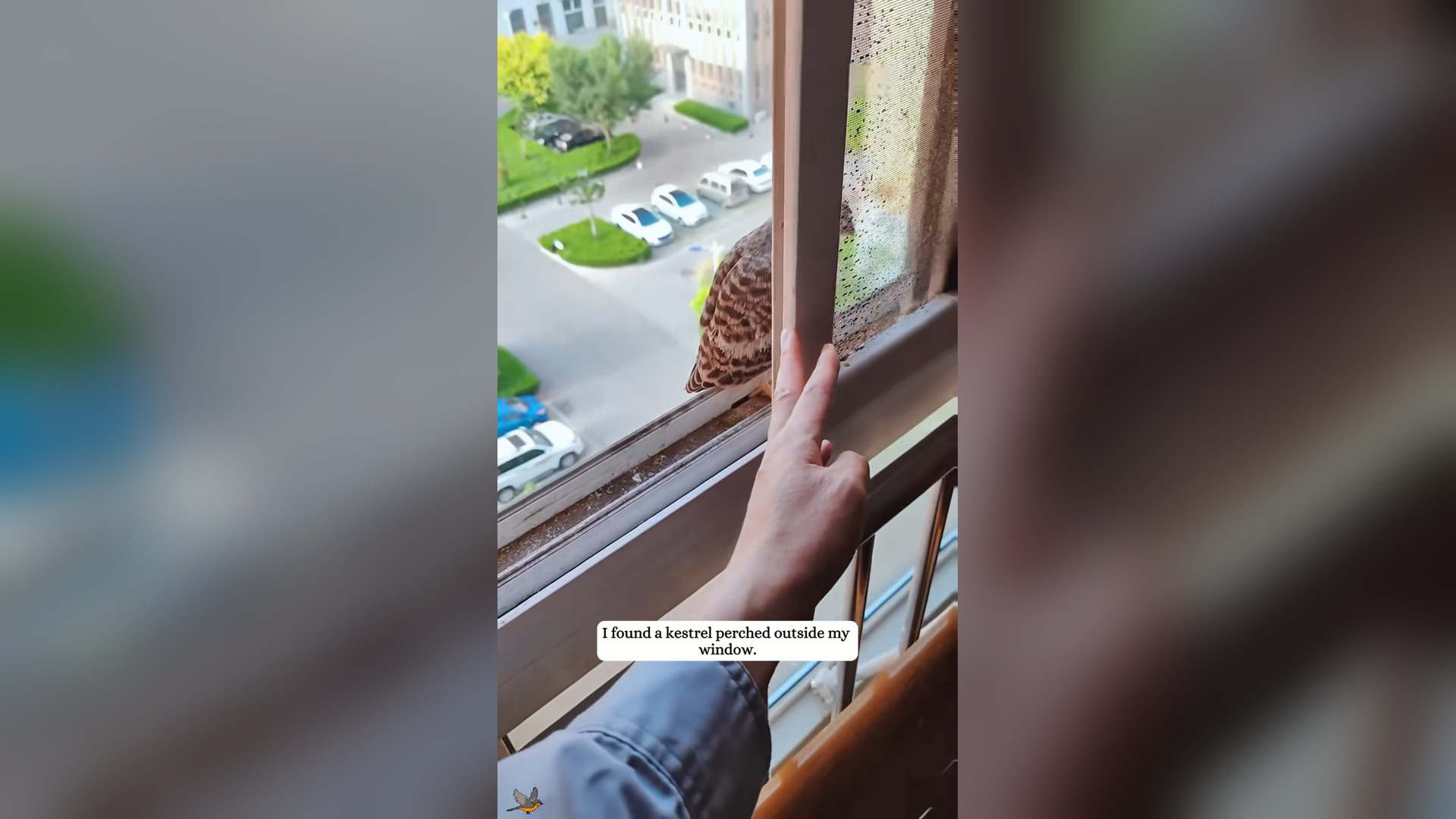 H2305012_A kestrel wouldn t stop staring at me through my window.#fyp #kestrel