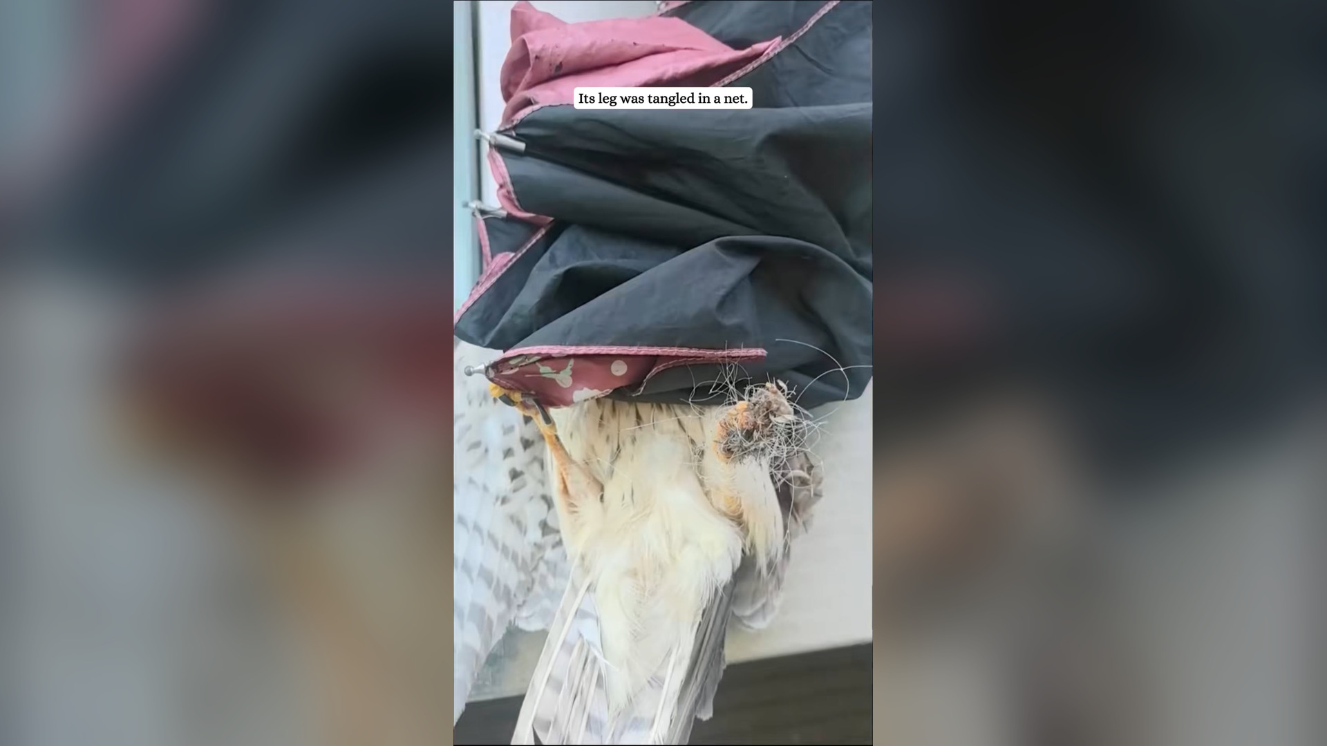 H2305010_A kestrel asked me help.#fyp #rescue #kestrel #animals