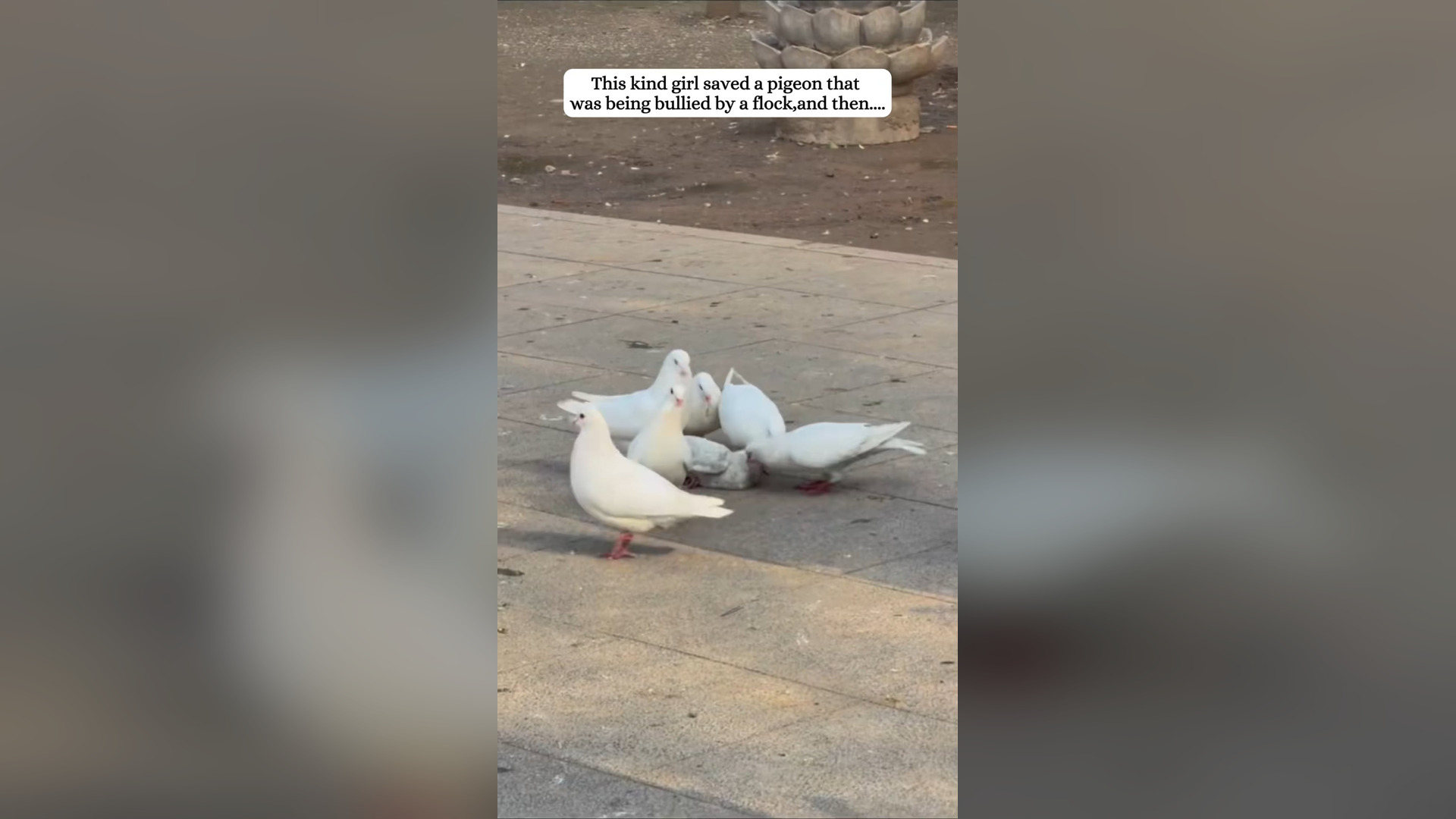 H2305009_Poor pigeon.#fyp #rescue #dove #bird