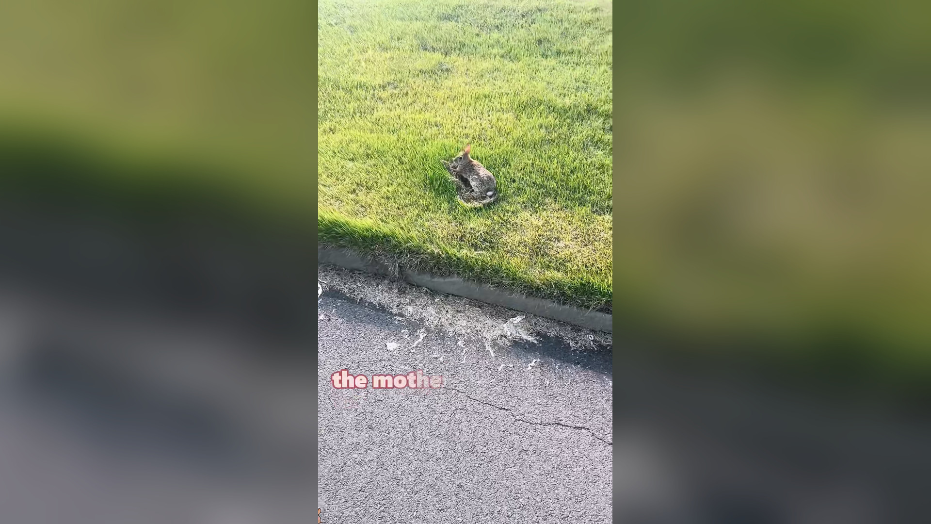 H2305001_Little rabbit abandoned by mother#animals #Foryou