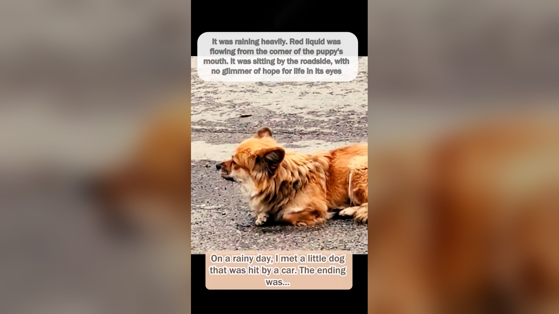 H2405034_#dog #puppy #dogsoftiktok #cute #lovestory #animals #fyp #tiktok #lov