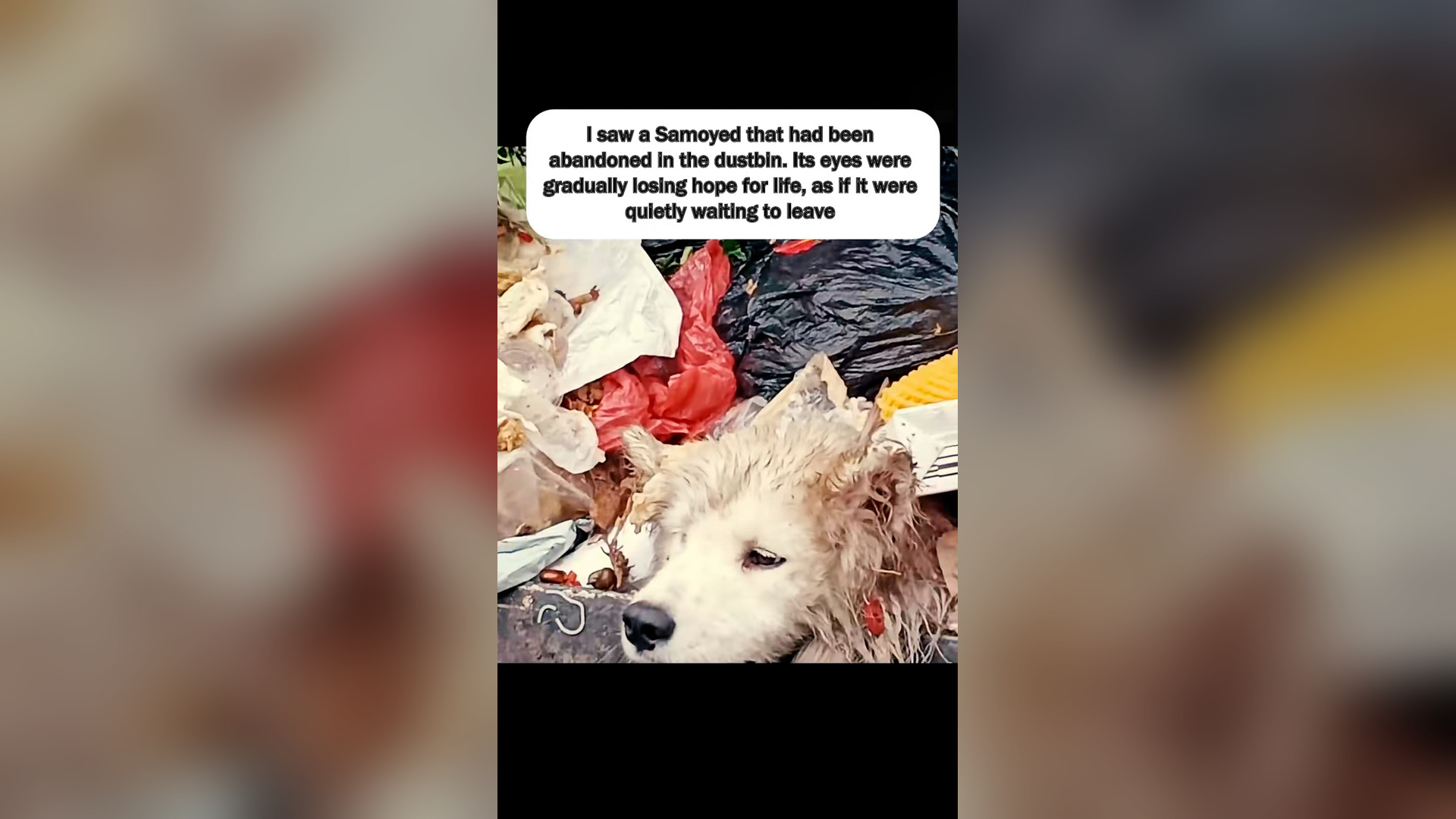 H2405035_#dog #puppy #dogsoftiktok #cute #lovestory #animals #fyp #tiktok #lov (1)