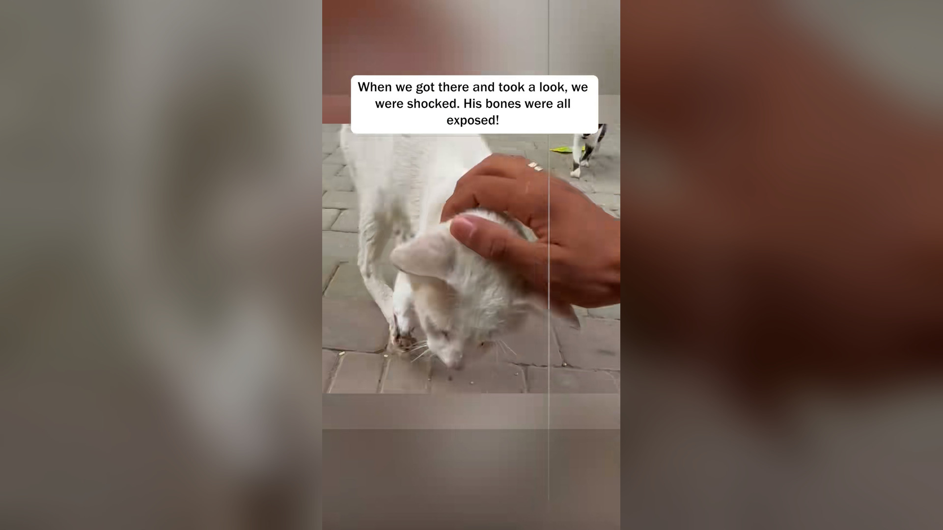 H2405021_Do you see kitten s almost broken leg We are doing our to re