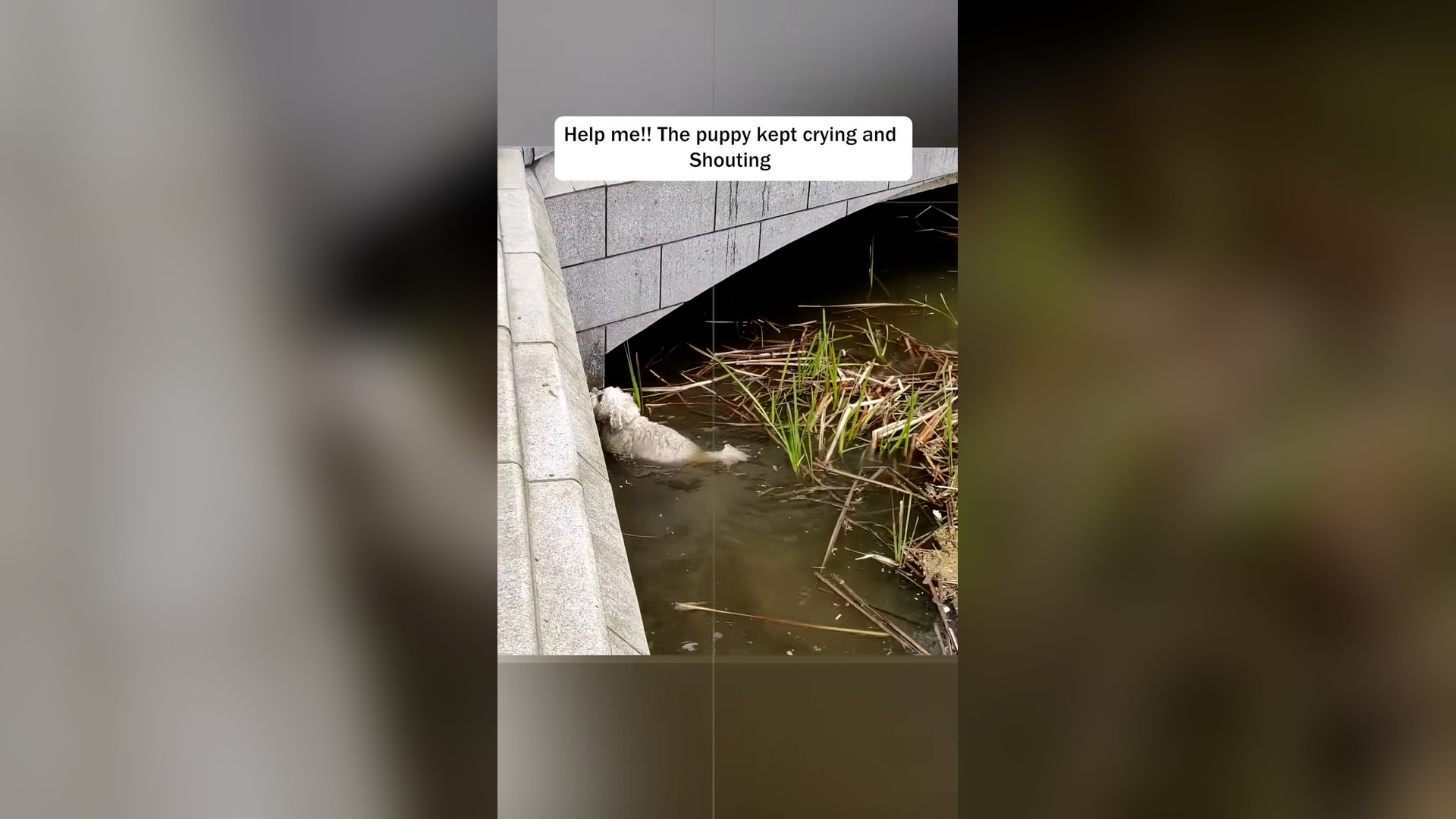 H2405008_Rescue a puppy has fallen into water #puppy #dogsoftiktok #d