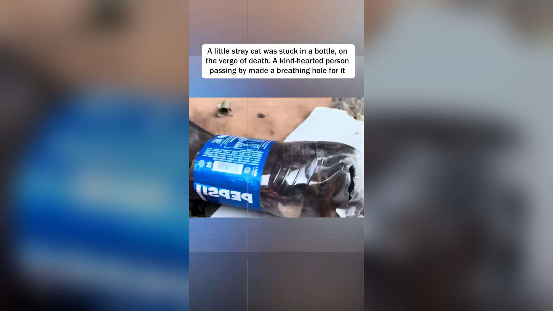 H2405006_Rescue a poor kitten trapped in a bottle #kitten #kittensoftiktok #ca