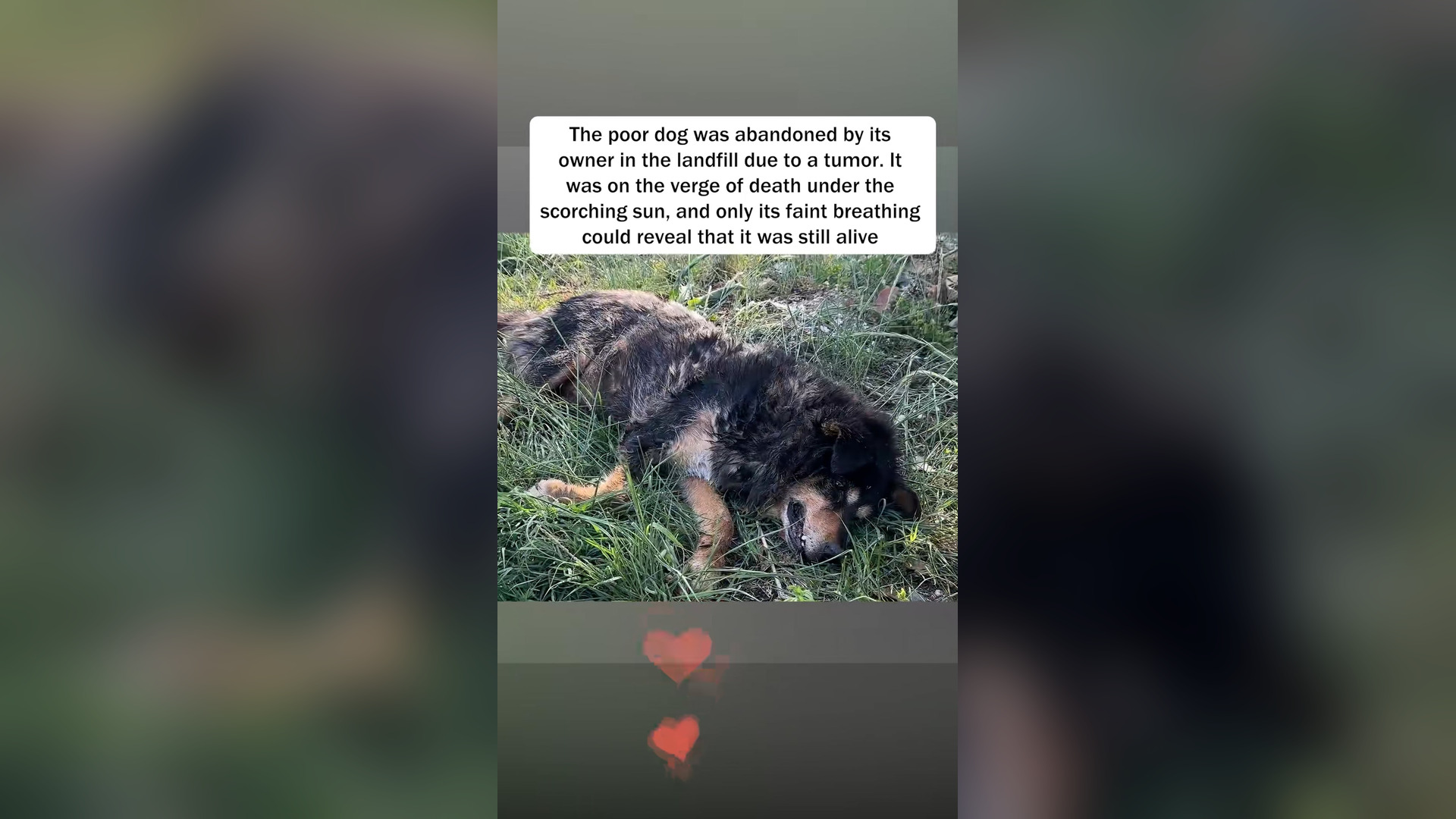 H2405001_Rescue a sick puppy was abandoned by its owner.#puppy #dog #dogs