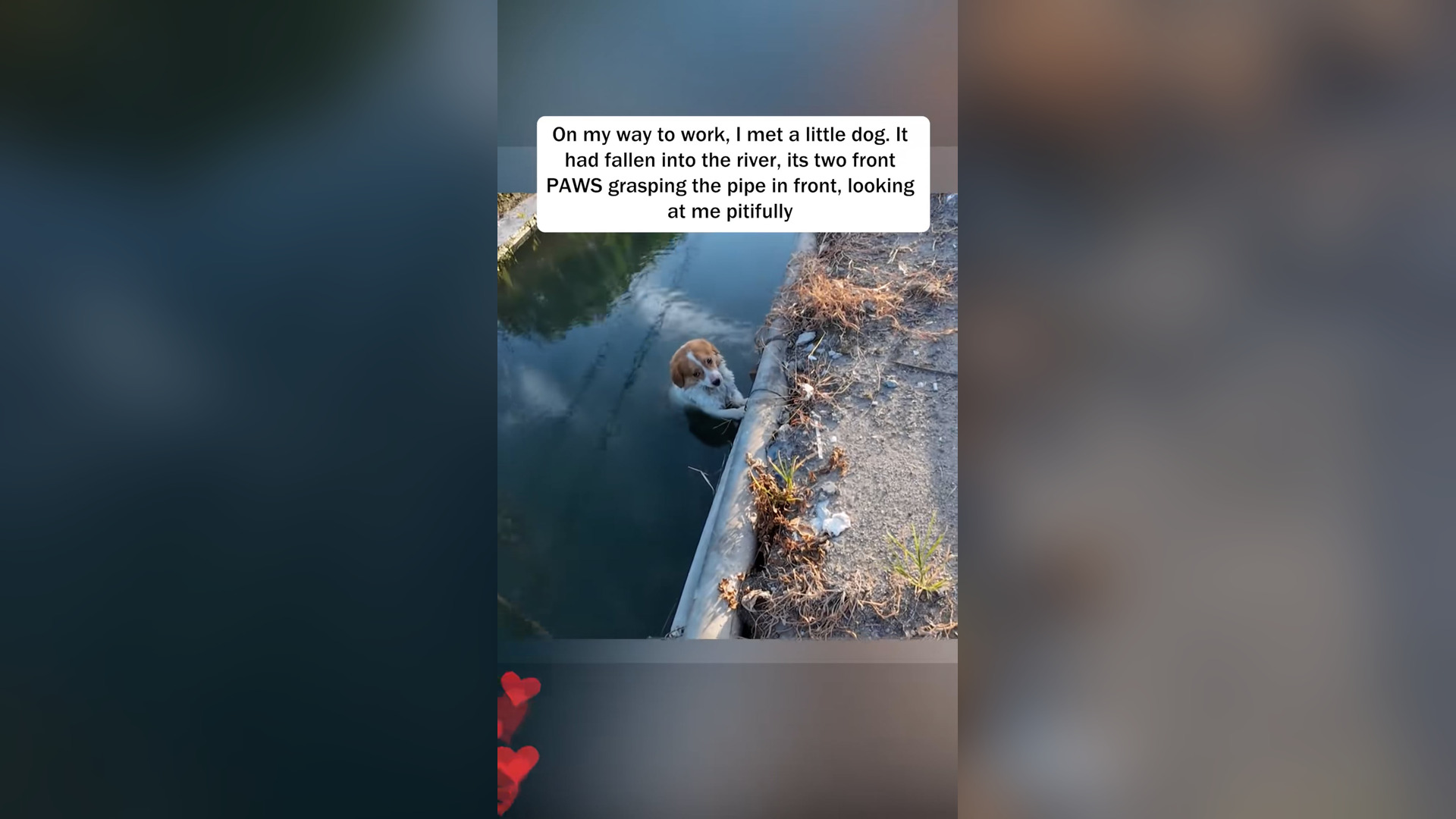 H2505022_Rescue a puppy was frozen stiff in river.#puppy #dog #dogsof
