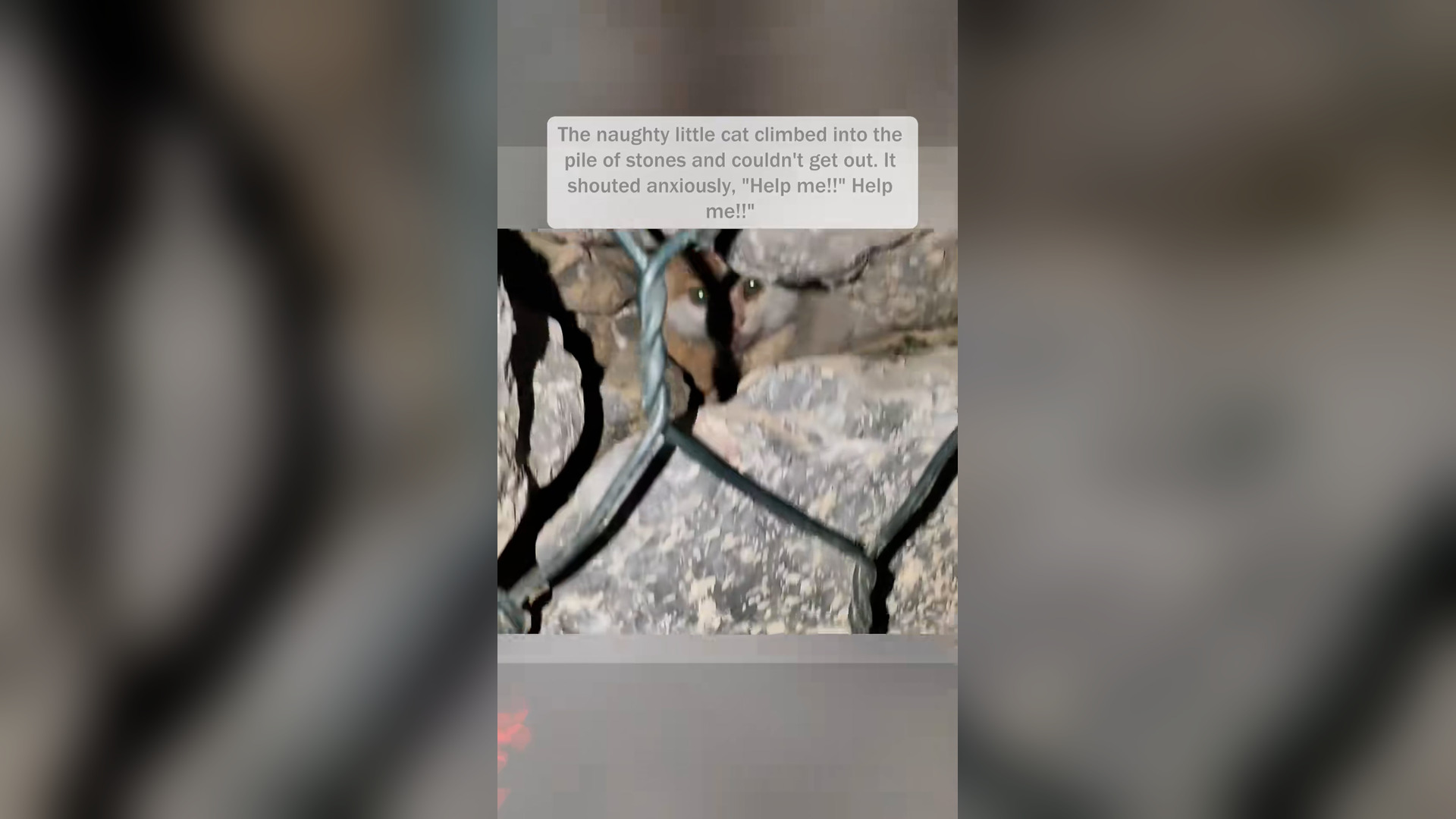 H2505024_Rescue a little cat was trapped in a pile of stones because it w