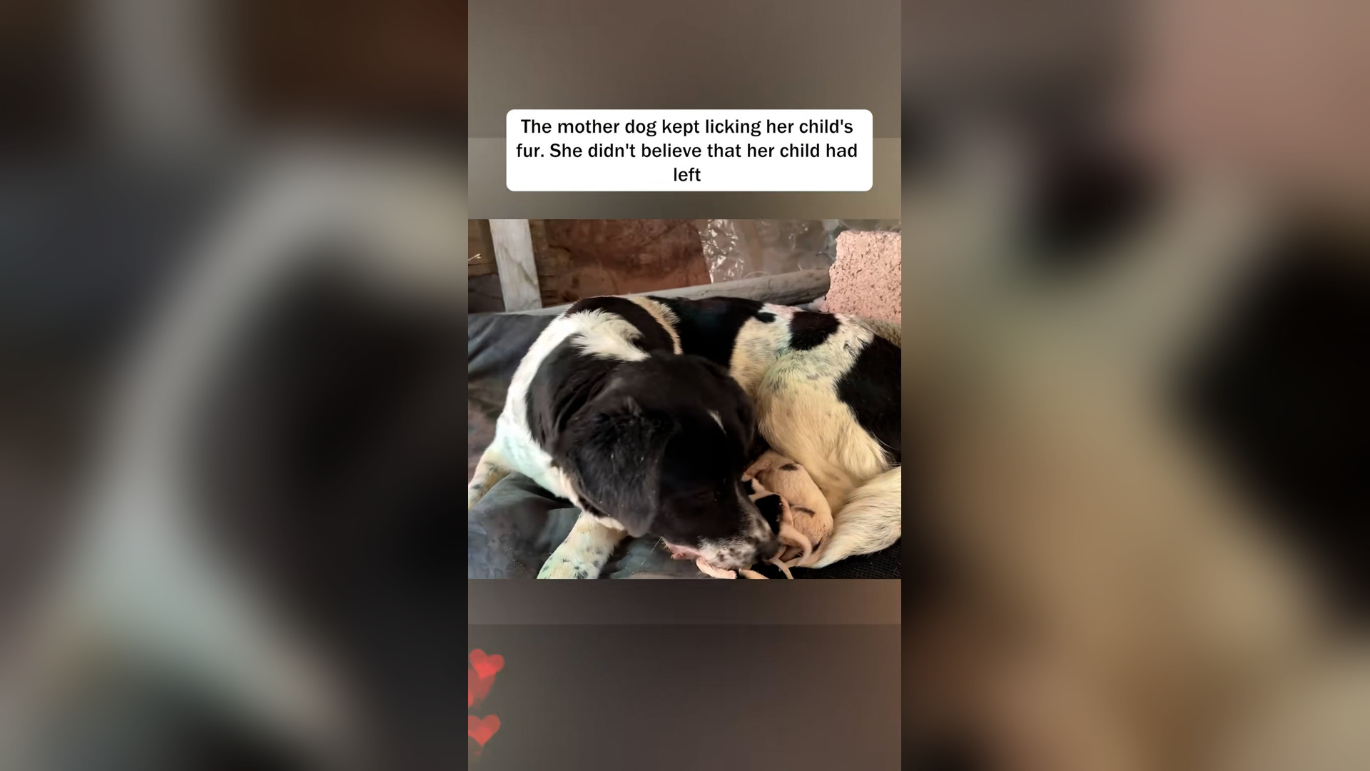 H2505019_mother dog licked her child s fur,not believing her child ha