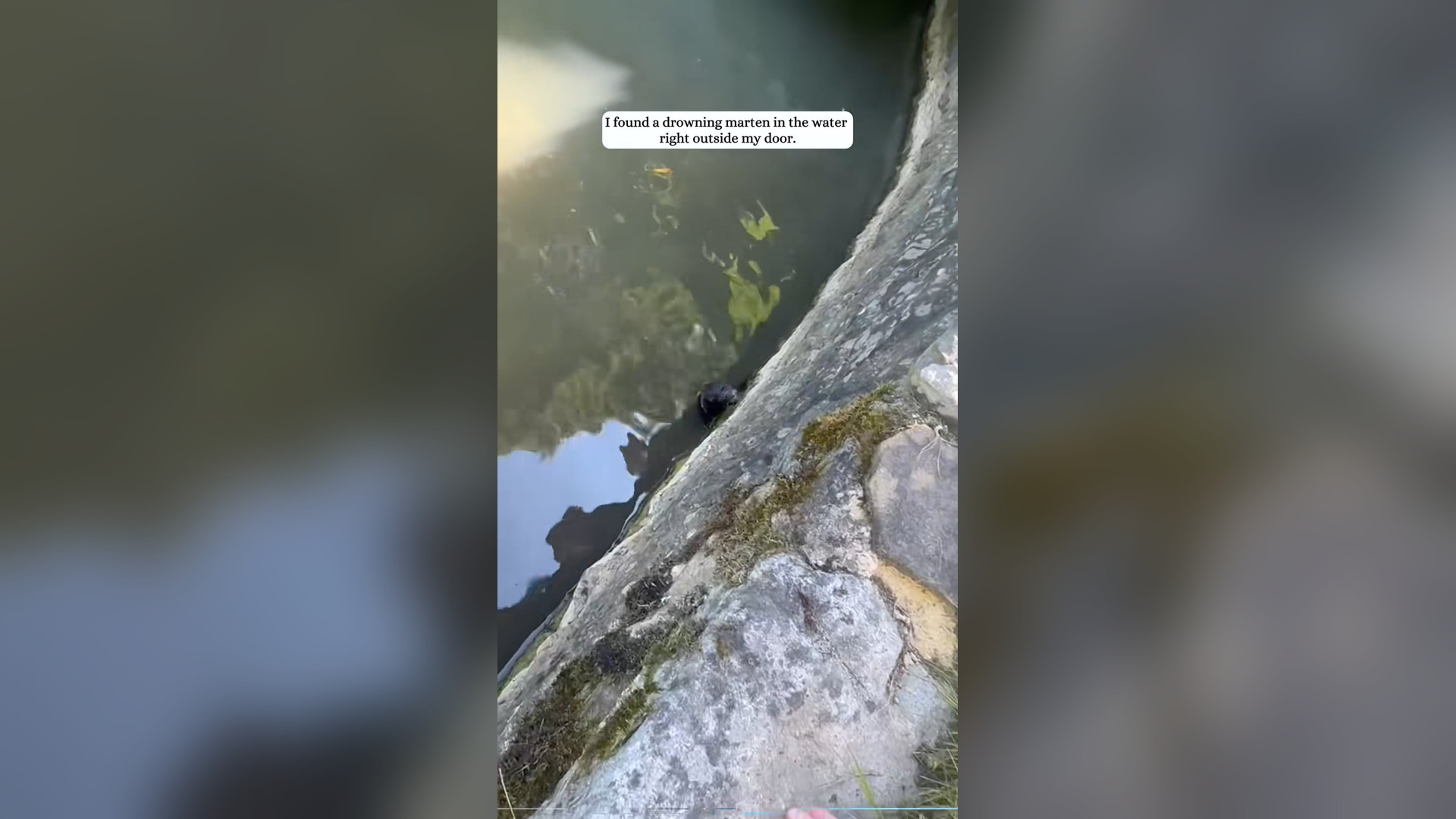 H2505012_I found a drowning marten in water right outside my door then
