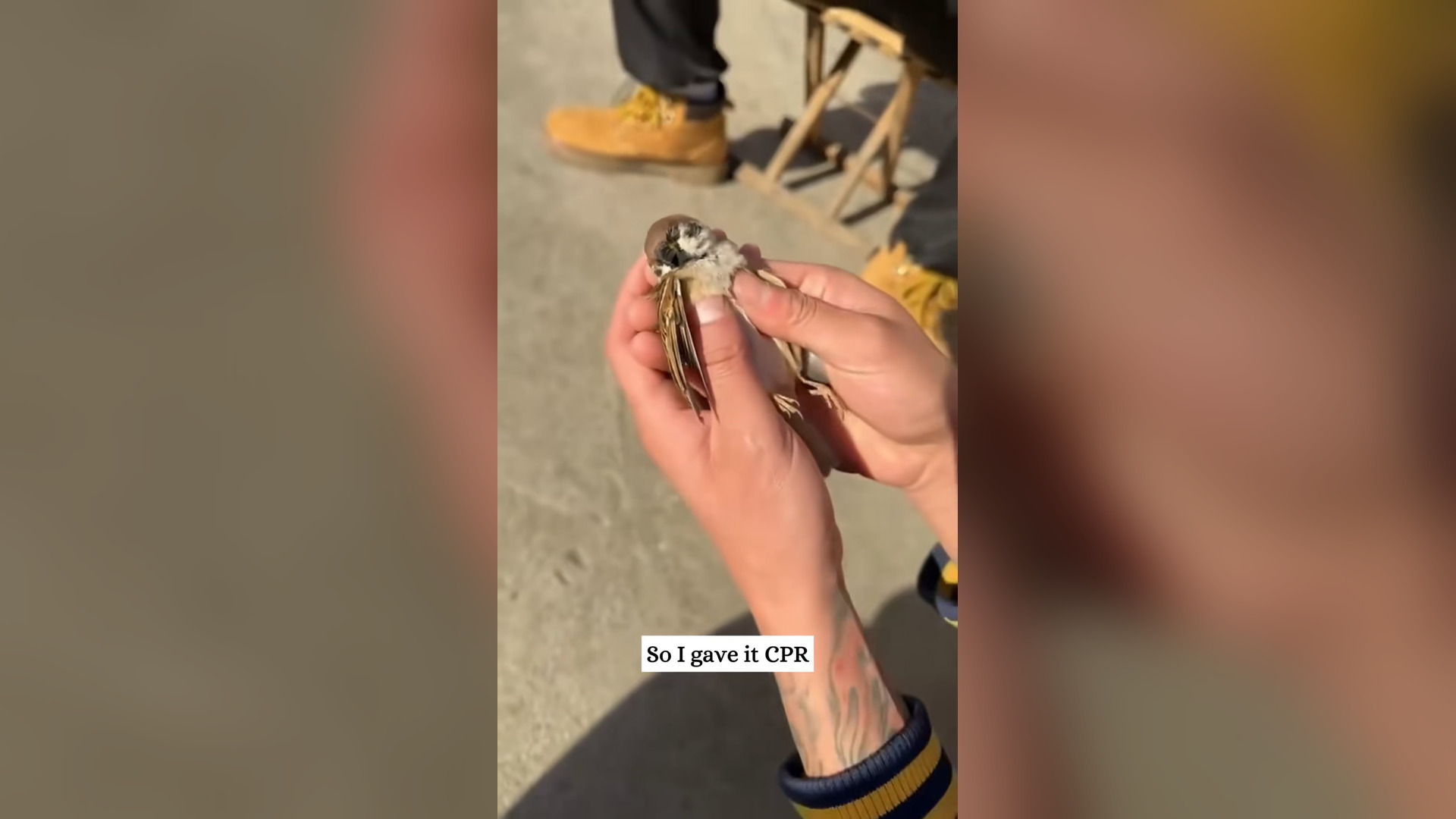 H2705006_I found a sparrow lying on roadside,barely alive then #rescue
