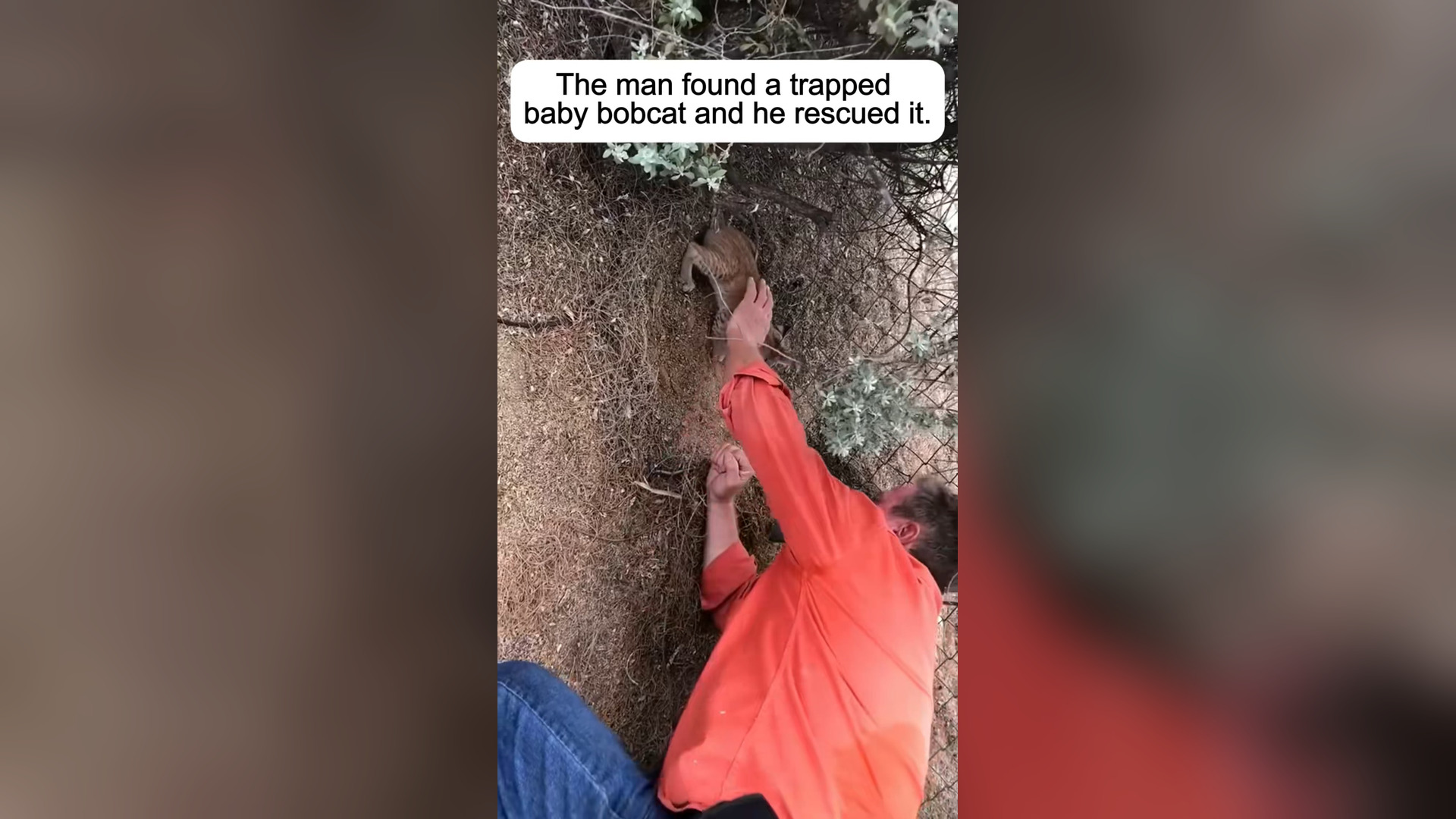 H2805036_man found a trapped baby bobcat rescued it. #rescue #rescuean
