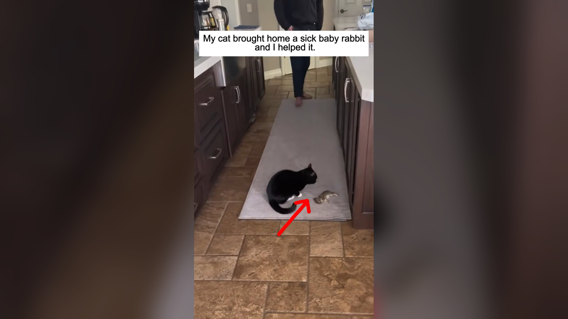 H2805035_My cat brought home a sick baby rabbit I helped it. #rescue #resc