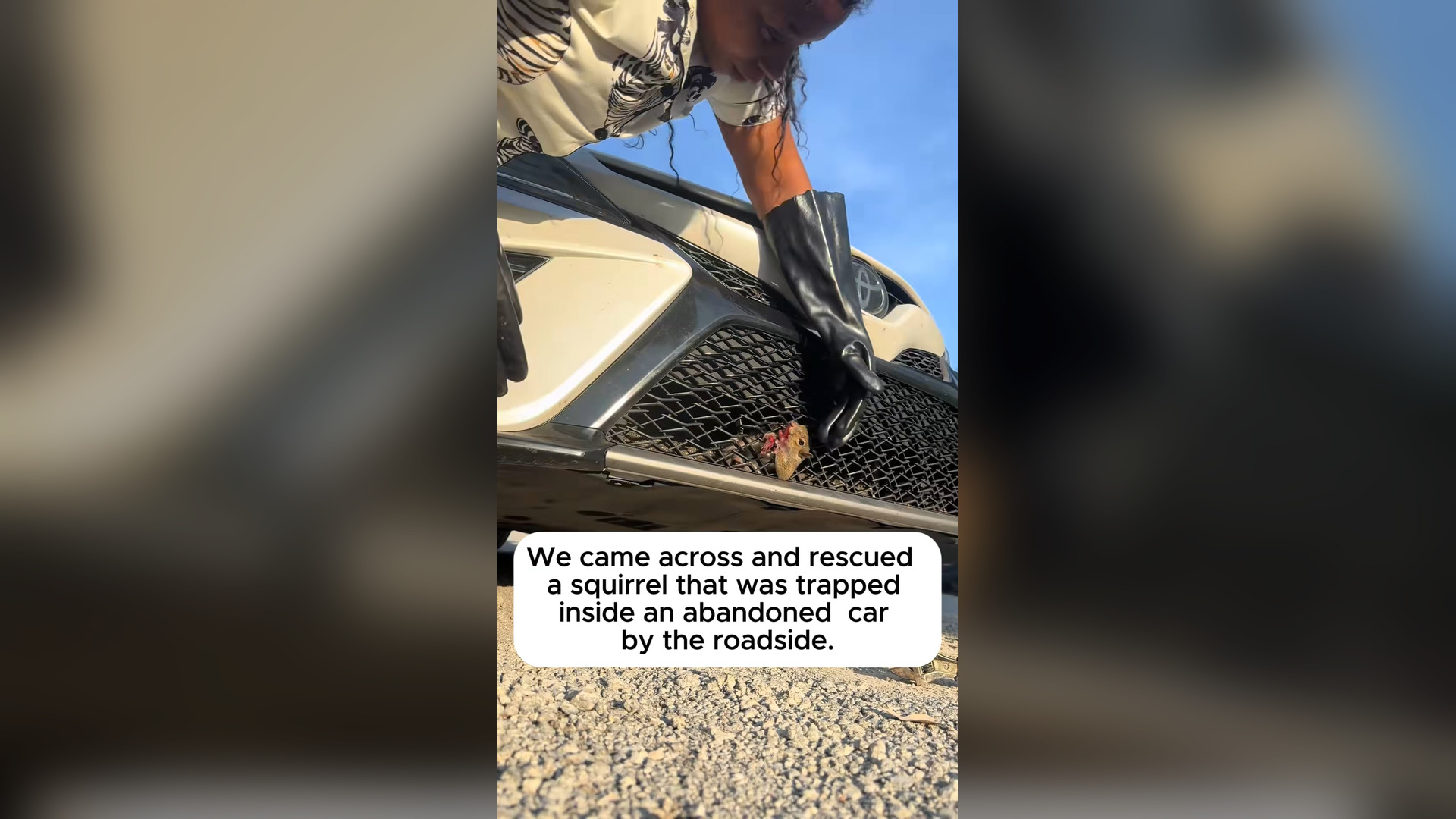 H2805034_Rescued a squirrel. #rescue #rescueanimals #animals #squirrel #fpy