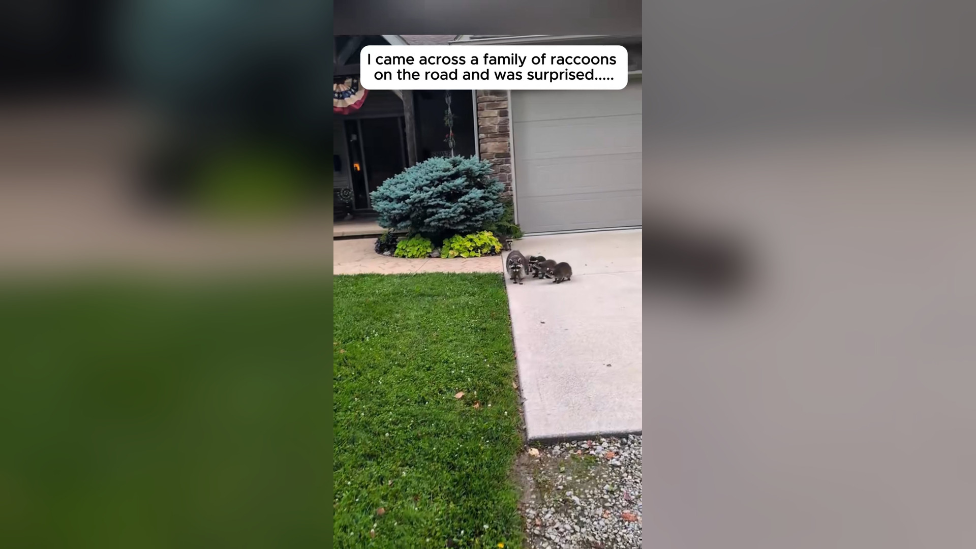H2805033_Rescued a raccoons family. #rescue #rescueanimals #fyp #raccoon #anim