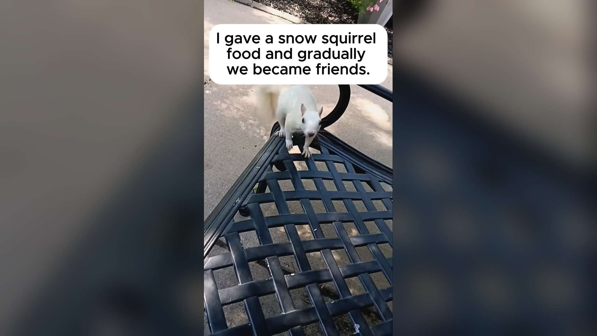 H2805029_Cute snow squirrel. #rescue #rescueanimals #animals #squirrel #squirr