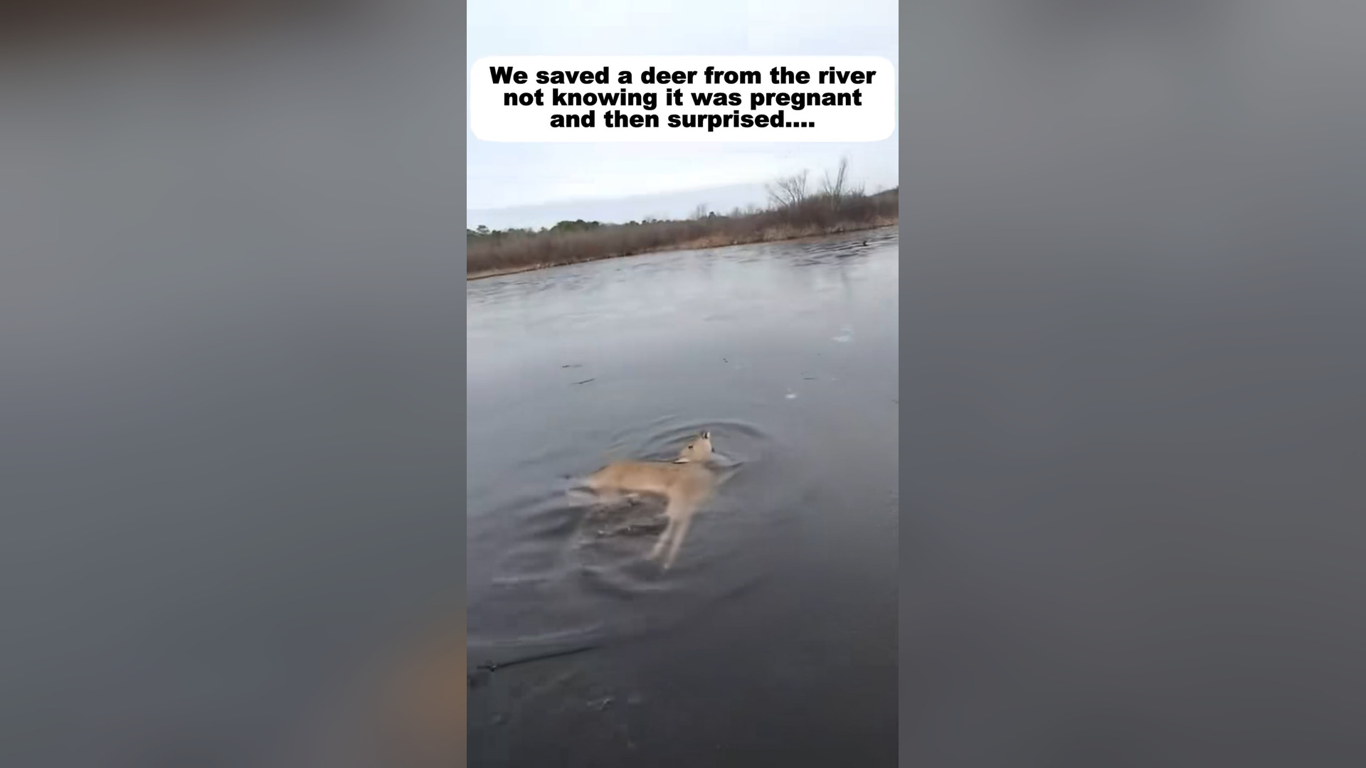 H2805028_We saved a deer river not knowing it was pregnant then s