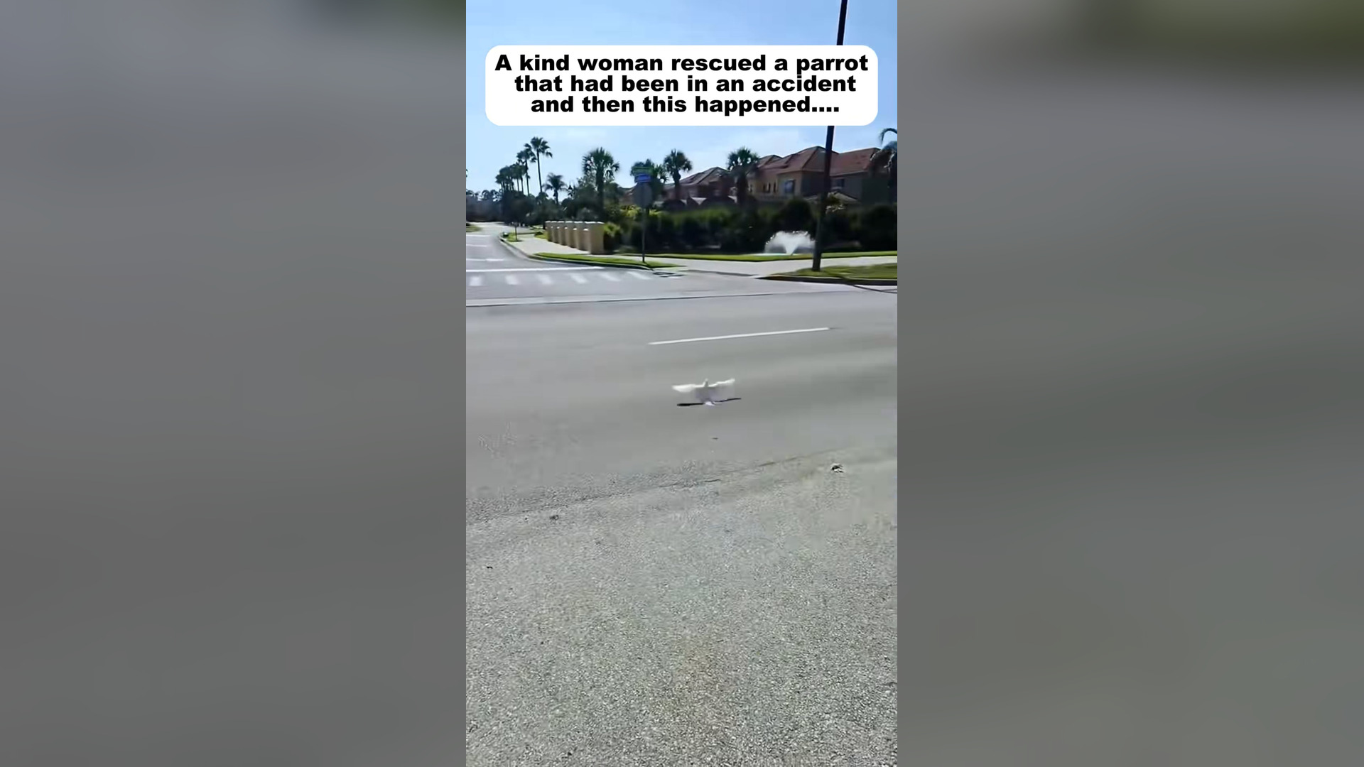 H2805027_A kind woman rescued a parrot . #rescue #rescueanimals #parrot #ani