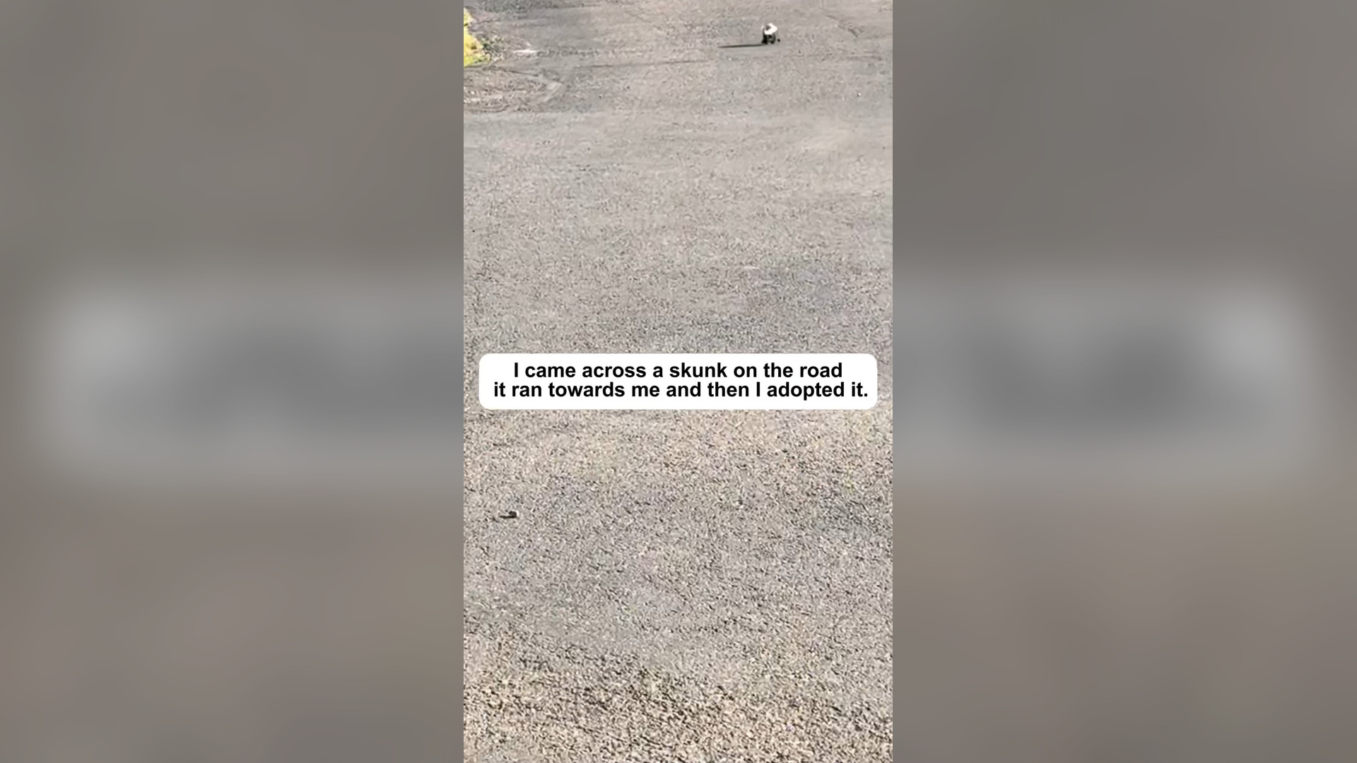 H2805025_I came across a skunk on road,it ran towards me then I adopte