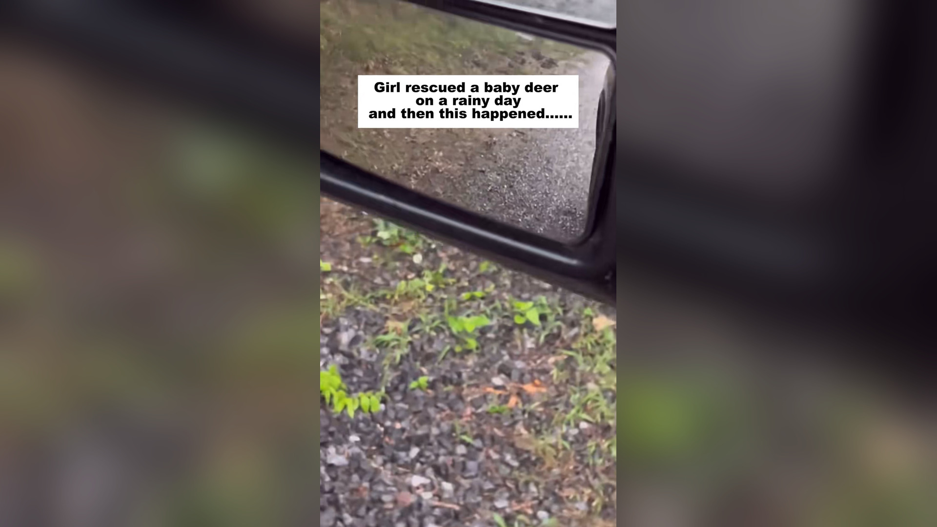 H2805021_Girl rescued a baby deer on a rainy day then happened . #dee
