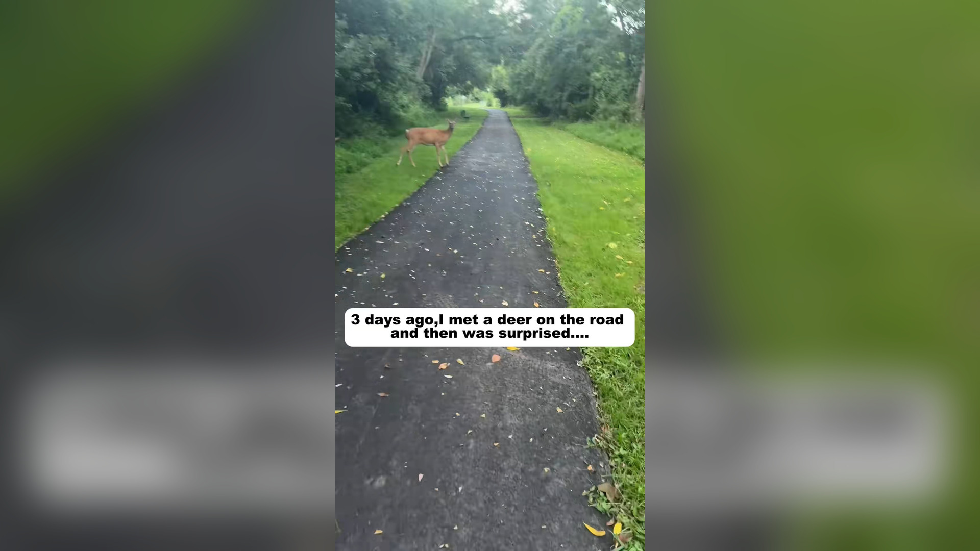 H2805019_3 days ago ,I met a deer on road then was surprised .. #rescu