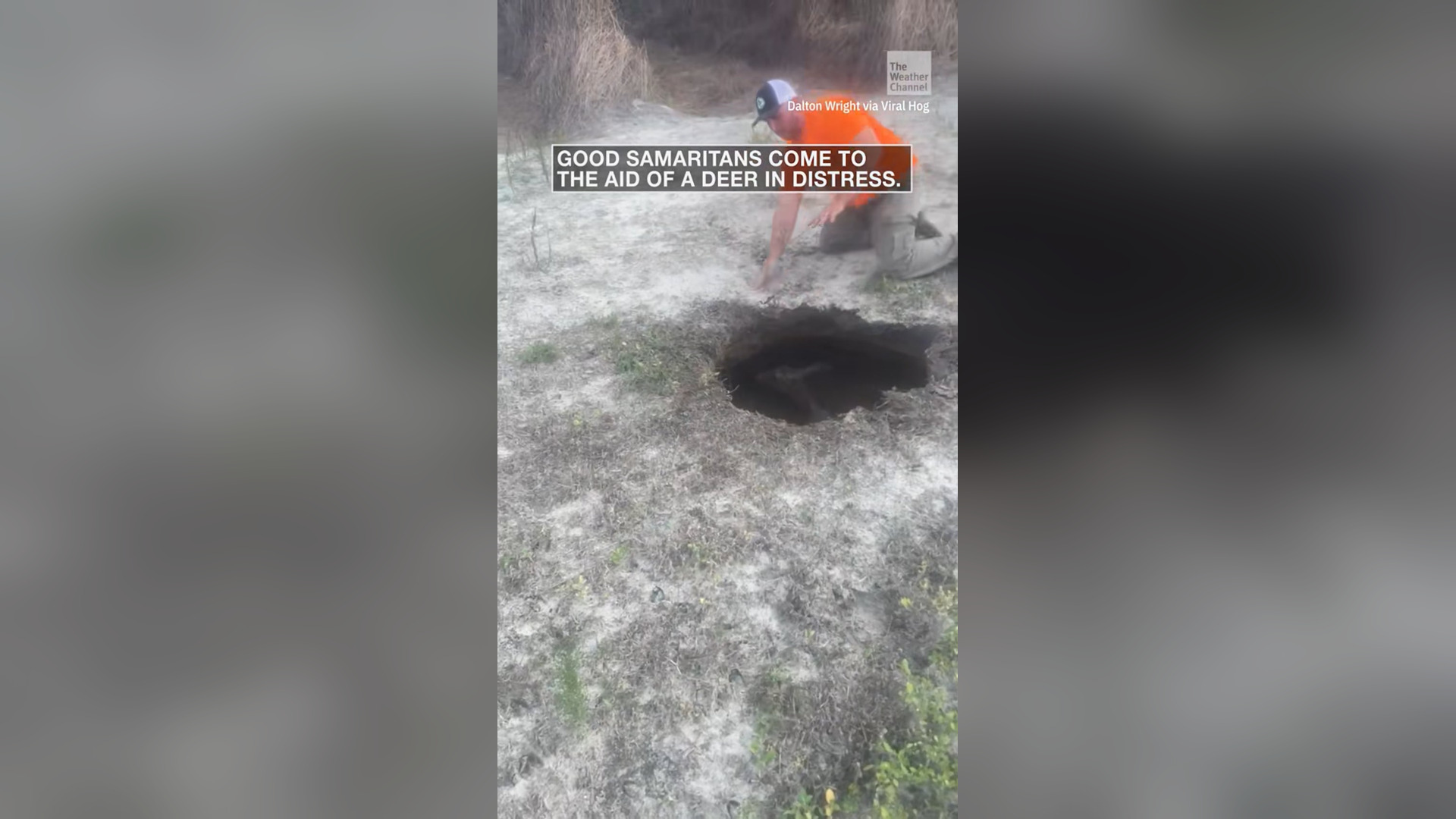 N1405013_Deer Fell Into Sinkhole And Was Saved Just In Time #wildliferescue #animalrescue