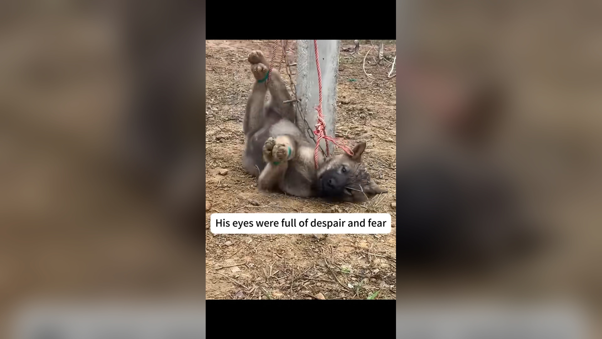 N1405015_Hanging Puppy Was Saved Just Before It Was Too Late #puppyrescue #animalrescue