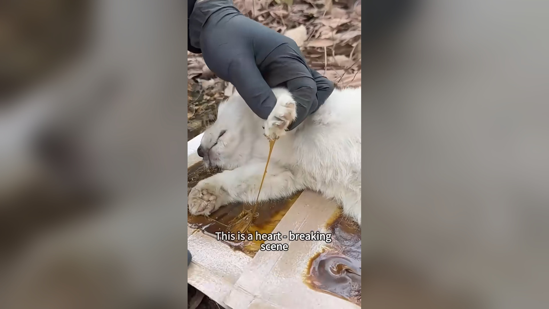 N1405019_Puppy Covered In Sticky Substance Was Finally Rescued #puppyrescue #animalrescue