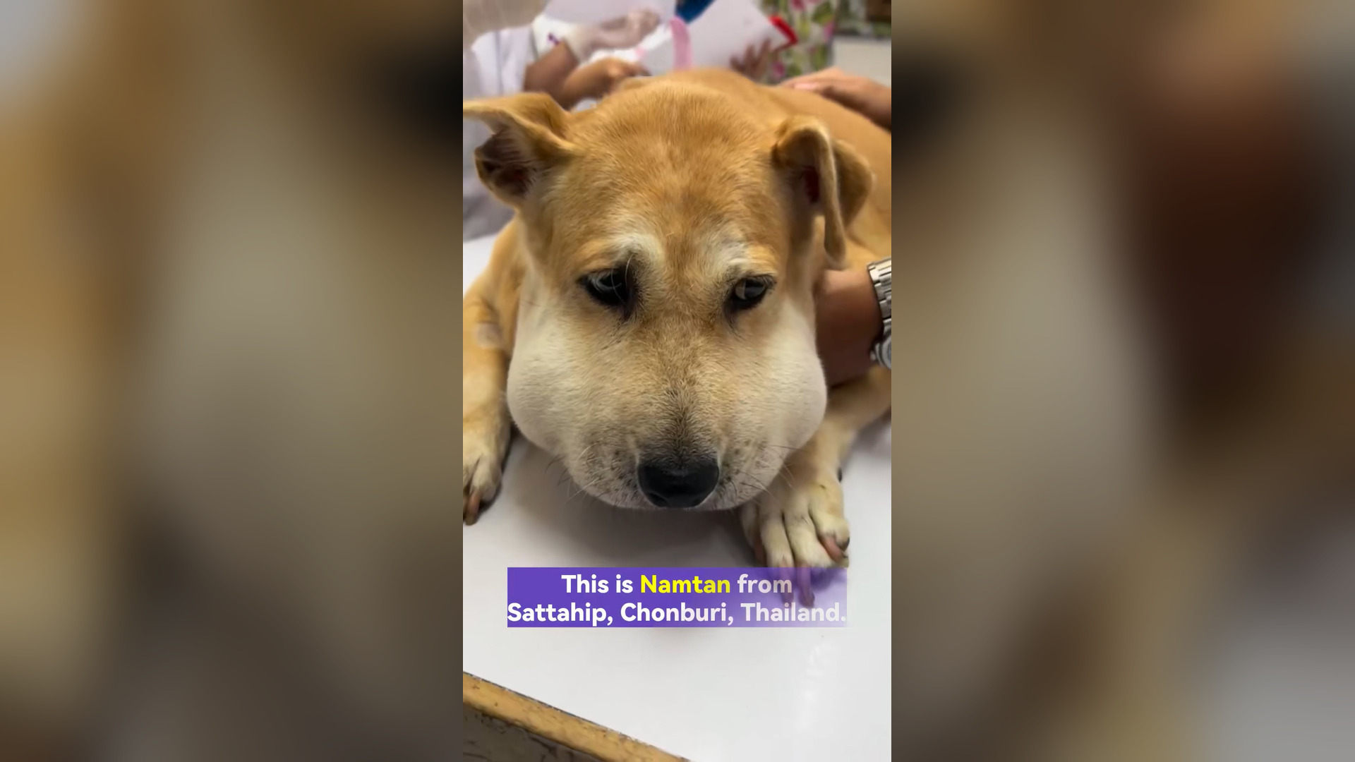H0806036_Dog Lymphoma Cancer Needs Your Prayer