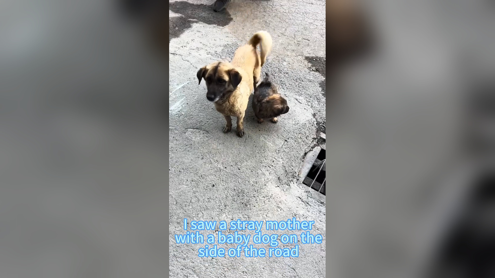 H0906042_#dogsoftiktok #straydog #rescuedog #doglove #foryou #tiktok #dog (16)