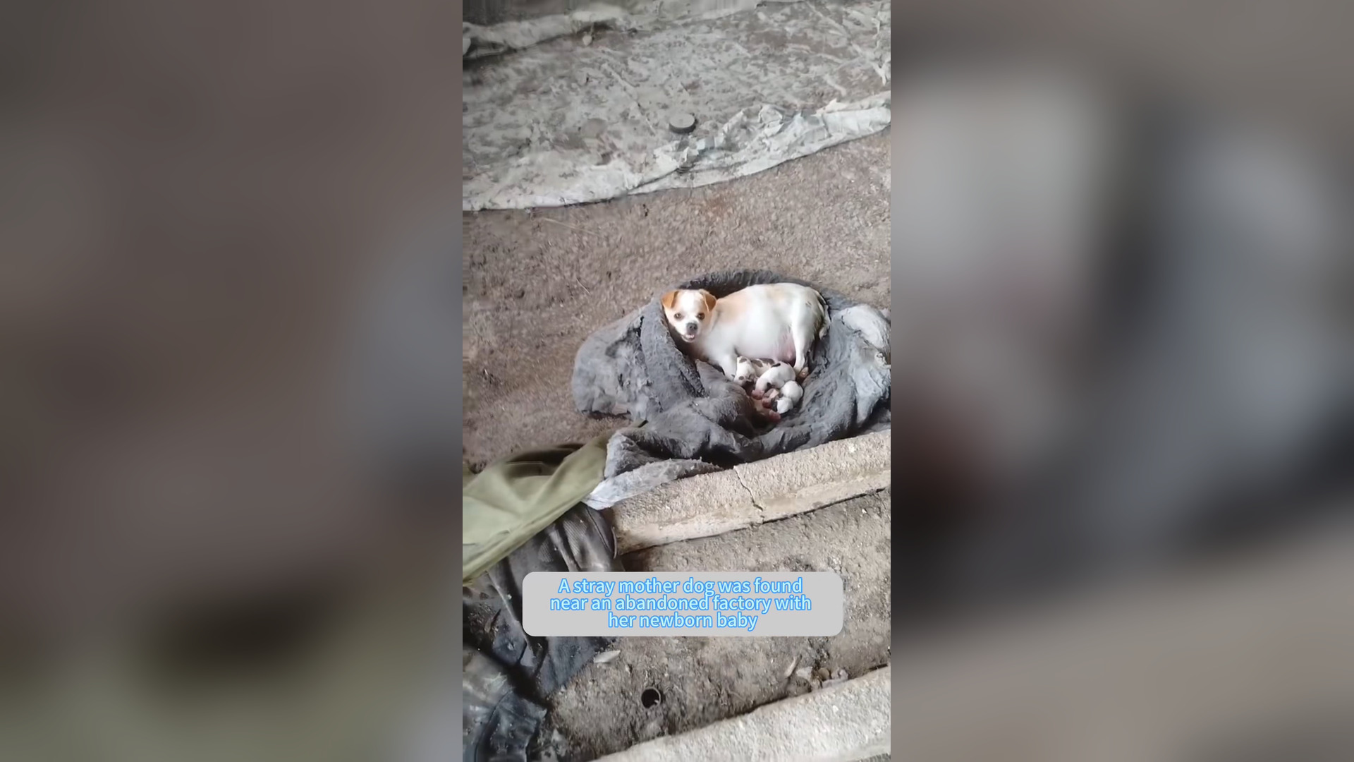 H0906041_#dogsoftiktok #straydog #rescuedog #doglove #foryou #tiktok #dog (25)