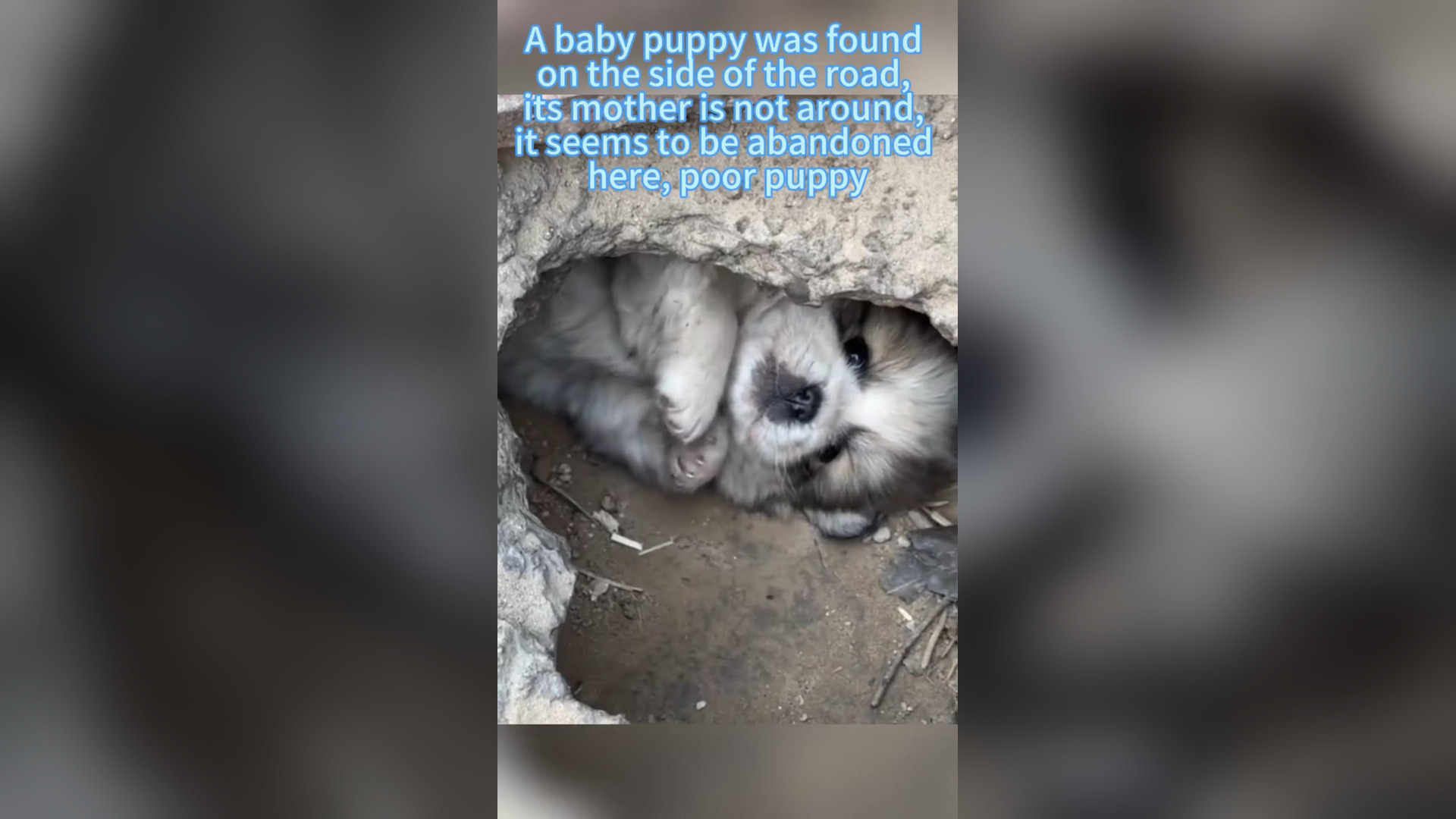 H0906039_#dogsoftiktok #straydog #rescuedog #doglove #foryou #tiktok #dog (13)