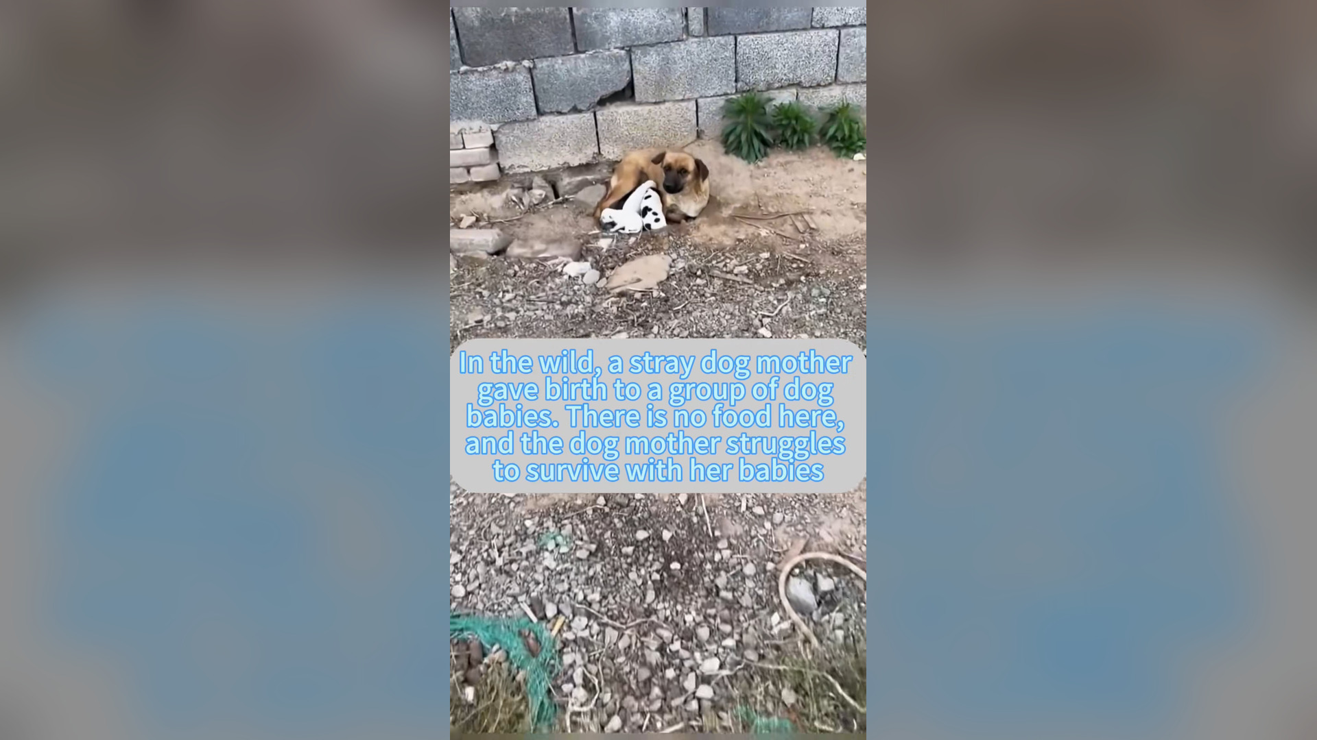 H0906037_#dogsoftiktok #straydog #rescuedog #doglove #foryou #tiktok #dog (11)